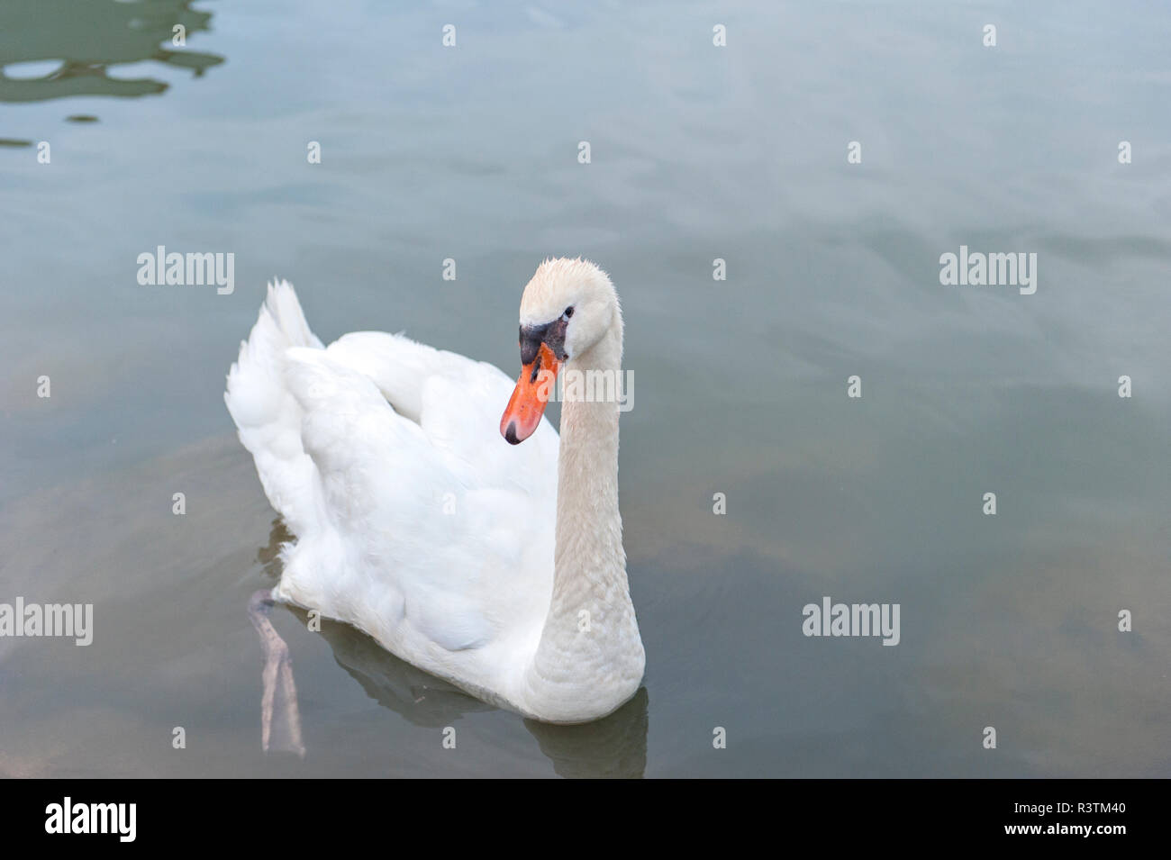 Il White Swan Foto Stock