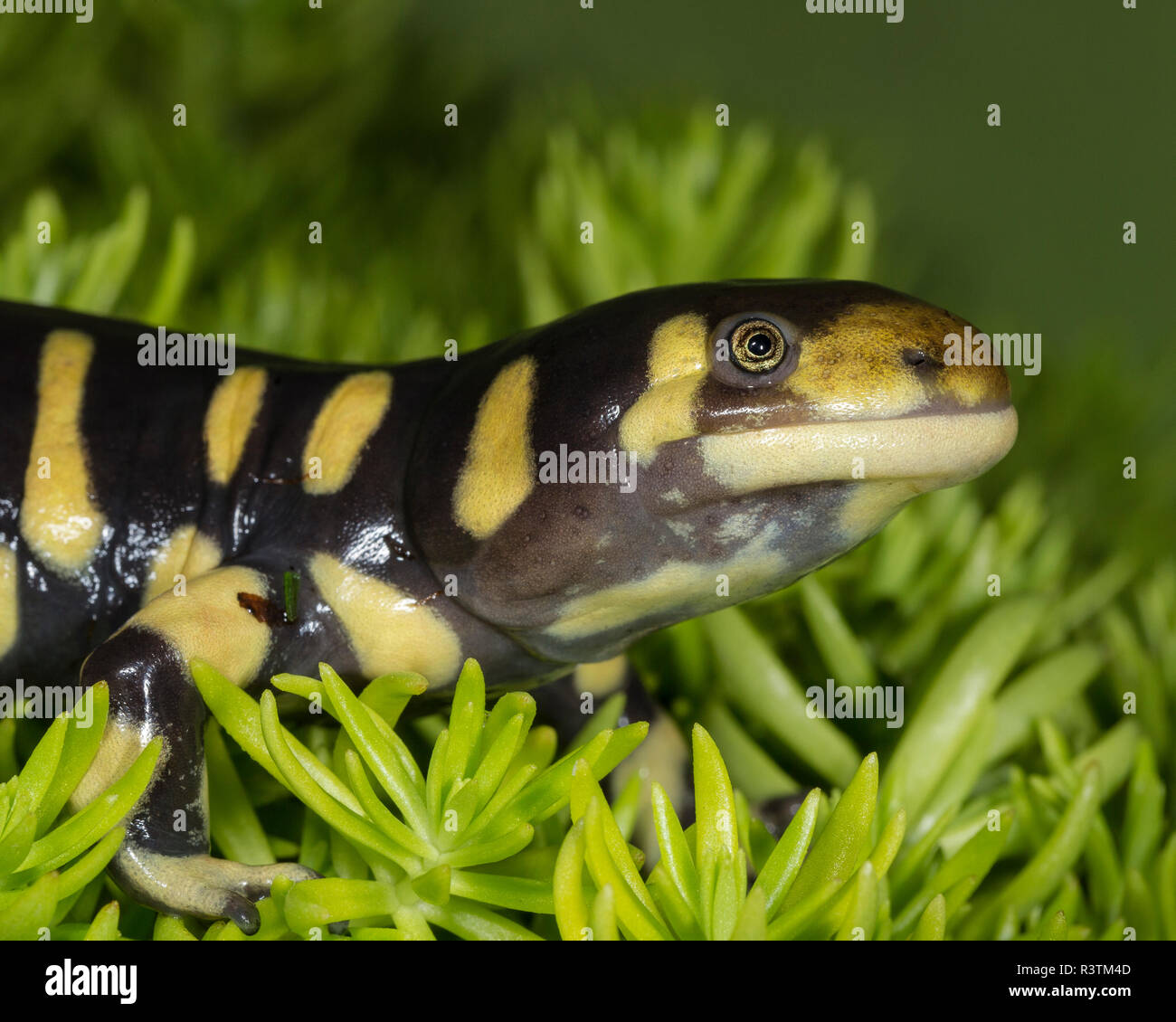 Tiger Salamander, Ambystoma tigrinum, condizioni controllate Foto Stock