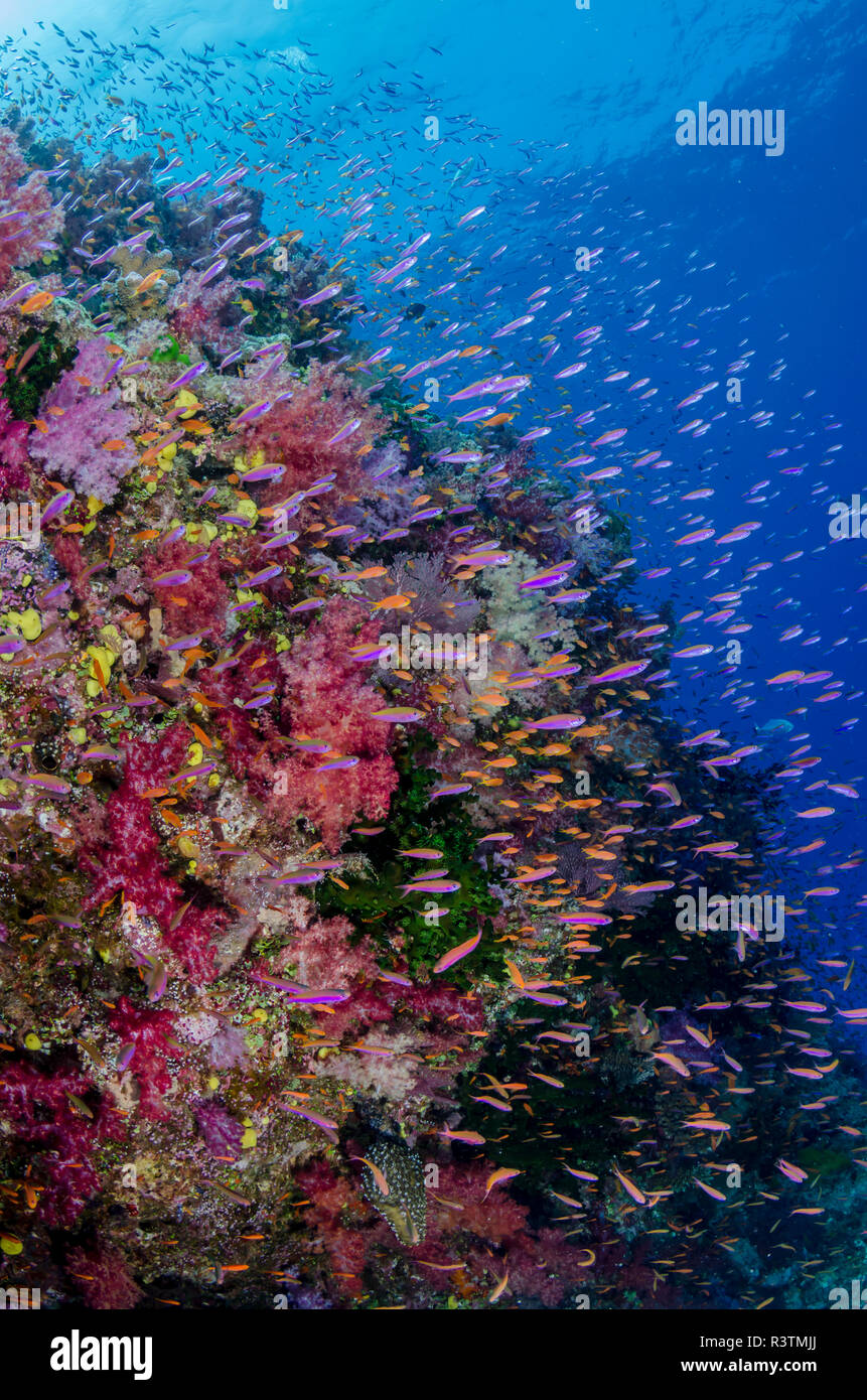 Isole Figi. Il reef di corallo e Anthias. Credito come: Jones e Shimlock Jaynes / Galleria / DanitaDelimont.com Foto Stock