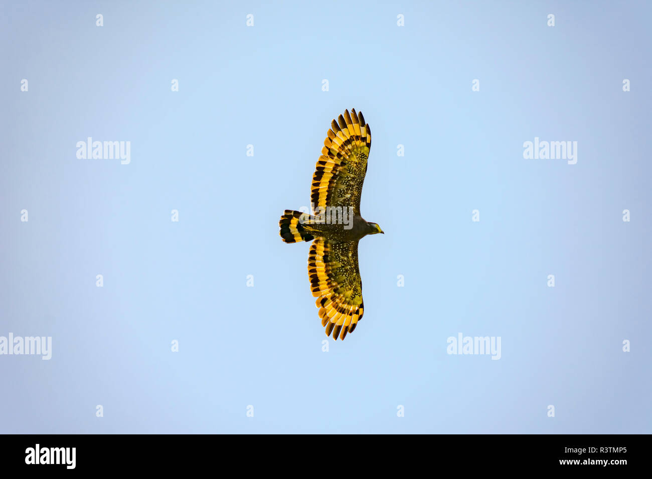 Falco dorato battenti sul cielo blu Foto Stock