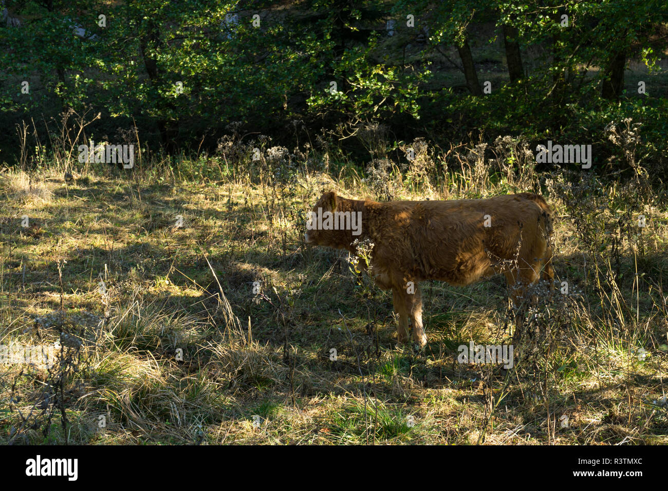 Giovani mucca sul prato verde in Germania Foto Stock
