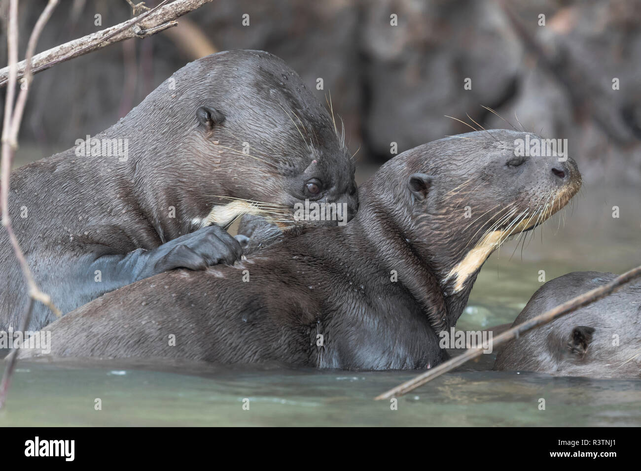 Il Brasile, il Pantanal, lontra gigante, Pteronura brasiliensis. Un gruppo di lontre giganti toelettatura uno un altro. Foto Stock