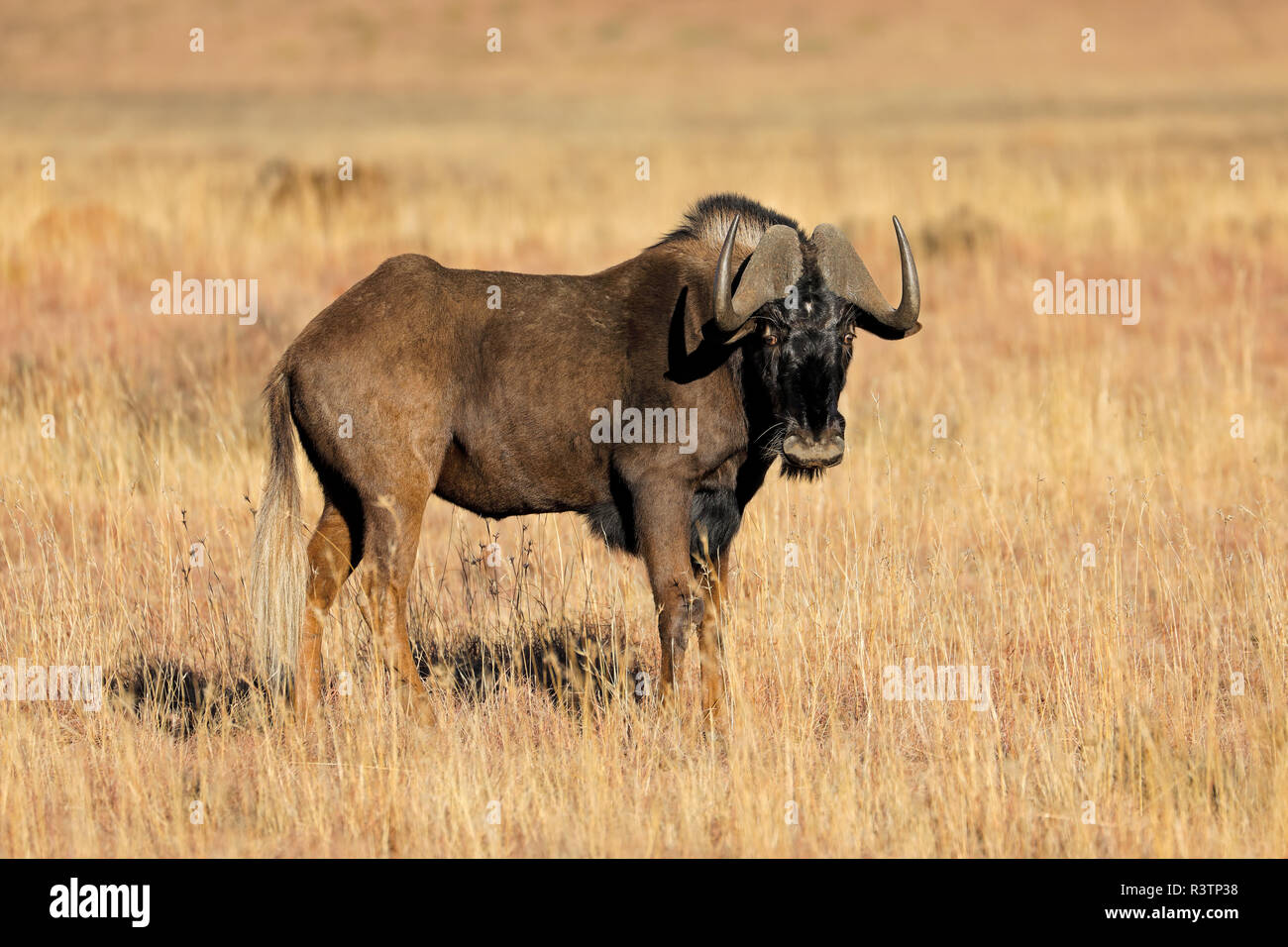 Un nero GNU (Connochaetes gnou) nella prateria aperta, Mokala National Park, Sud Africa Foto Stock