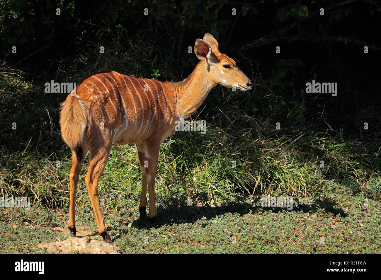 Femmina di antilope Nyala (Tragelaphus angasii), Mkuze Game Reserve, Sud Africa Foto Stock
