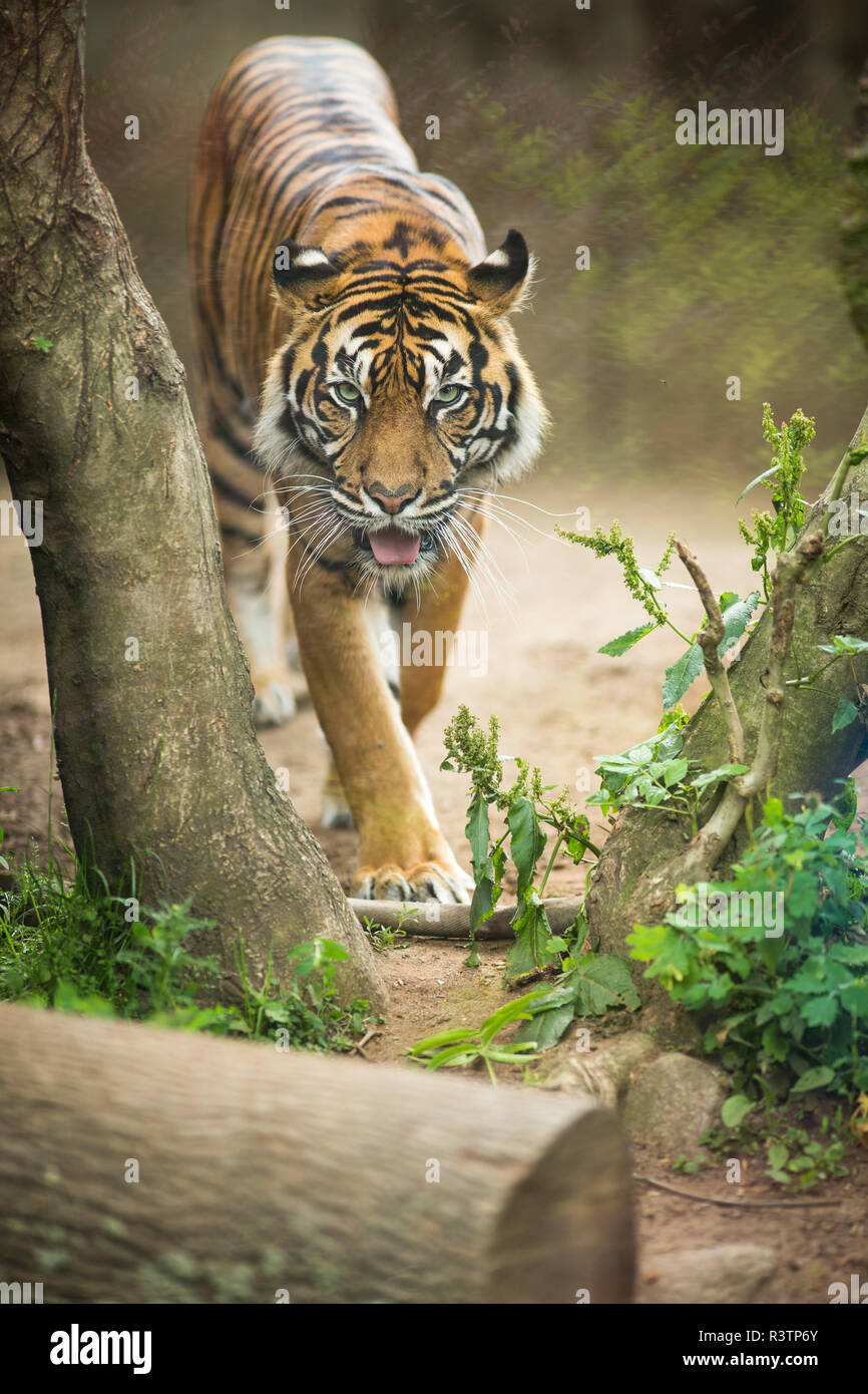 Primo piano di una tigre siberiana anche sapere come tigre di Amur (Panthera tigris altaica),la più grande living cat Foto Stock