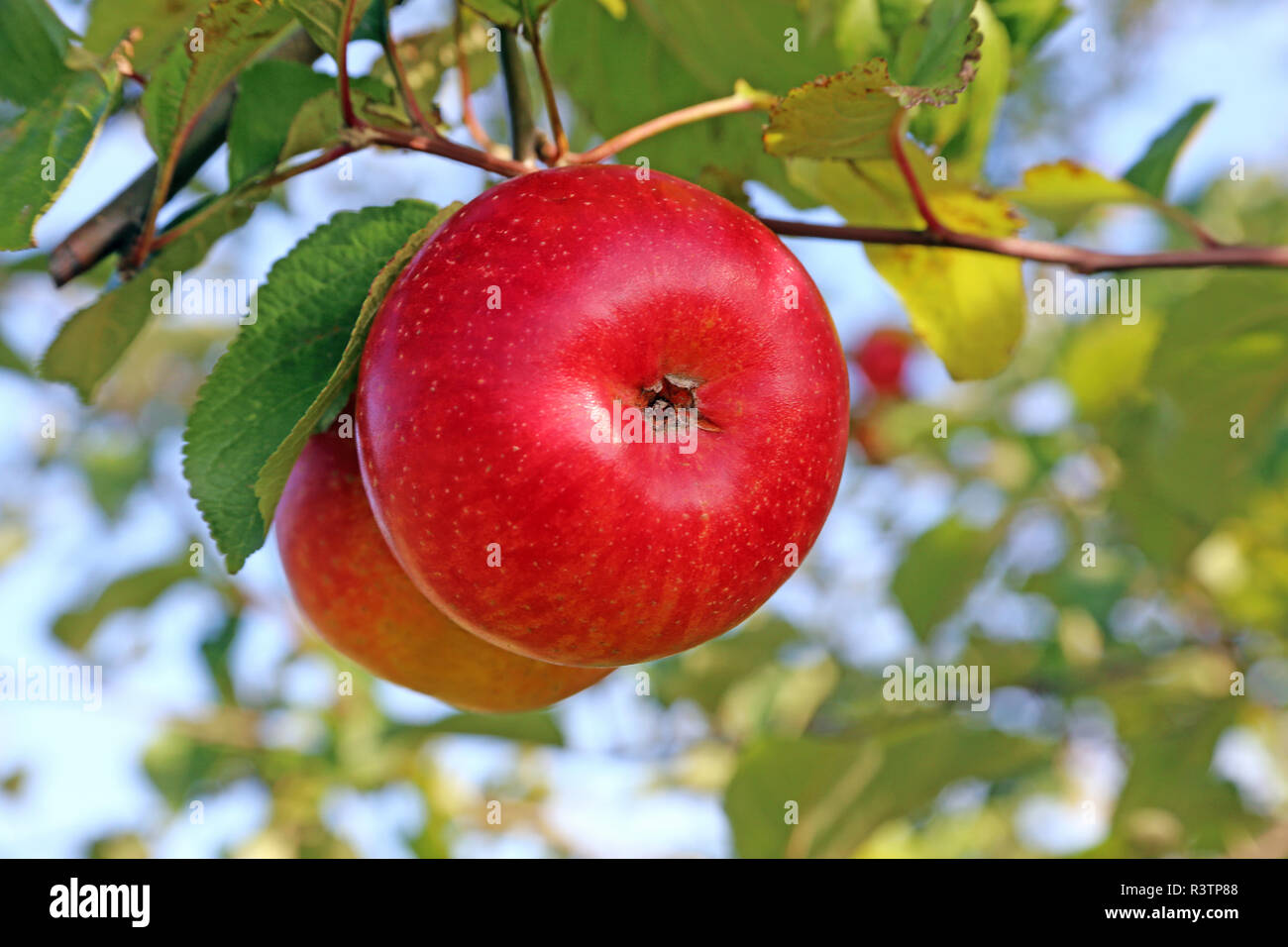 Due mature mele rosse presso la struttura ad albero Foto Stock