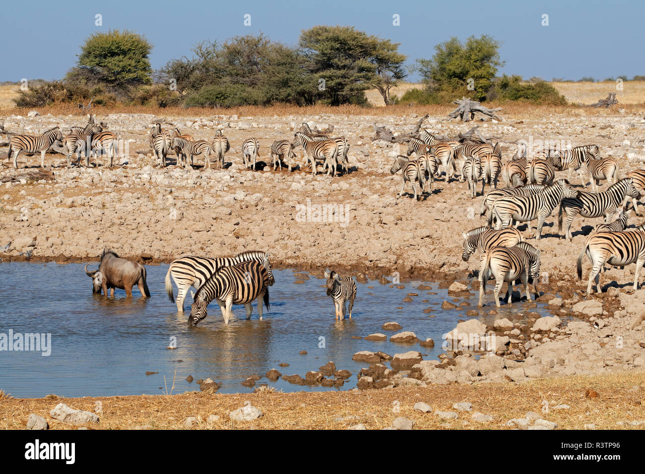Zebre (Equus burchelli) e un gnu e a un Waterhole, il Parco Nazionale di Etosha, Namibia Foto Stock