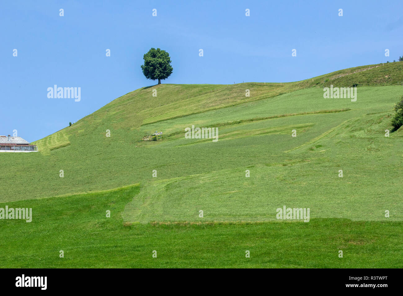 Lone Tree su una collina svizzero Foto Stock