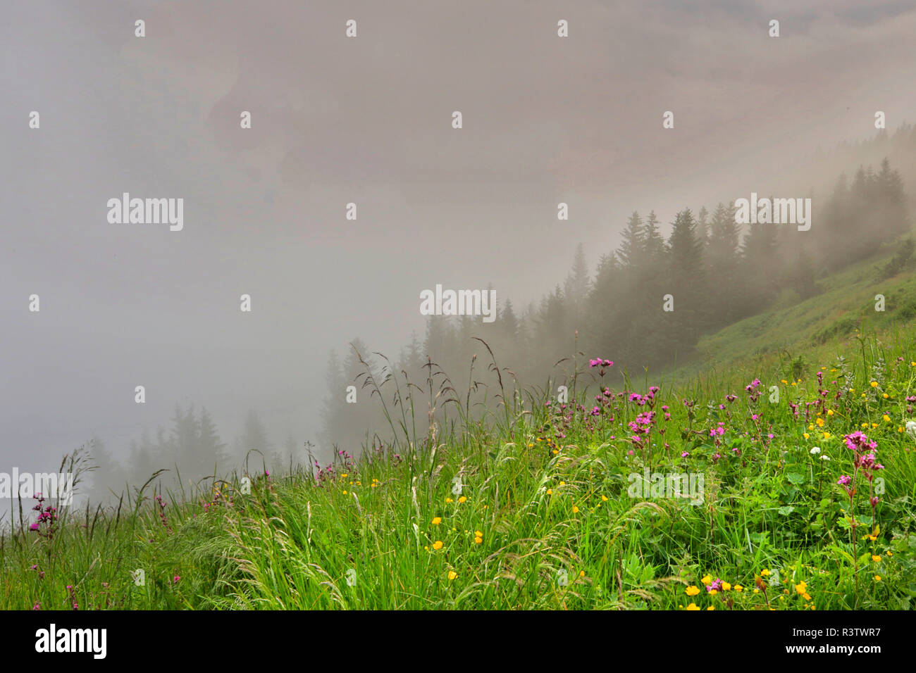 Fiori di campo in una mattinata nebbiosa blooming sulle Alpi Svizzere Mountain Foto Stock