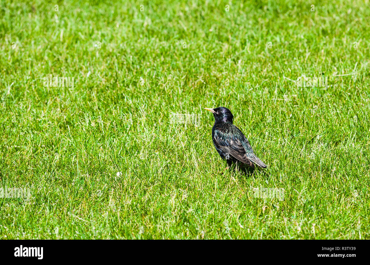 Unico starling in erba verde guardando a sinistra Foto Stock