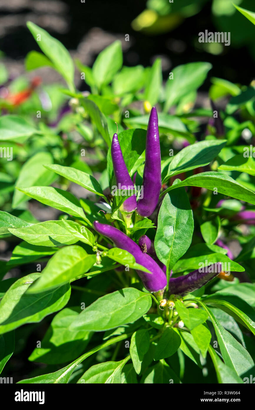 Flash viola, ornamentali pepper plant, STATI UNITI D'AMERICA Foto Stock