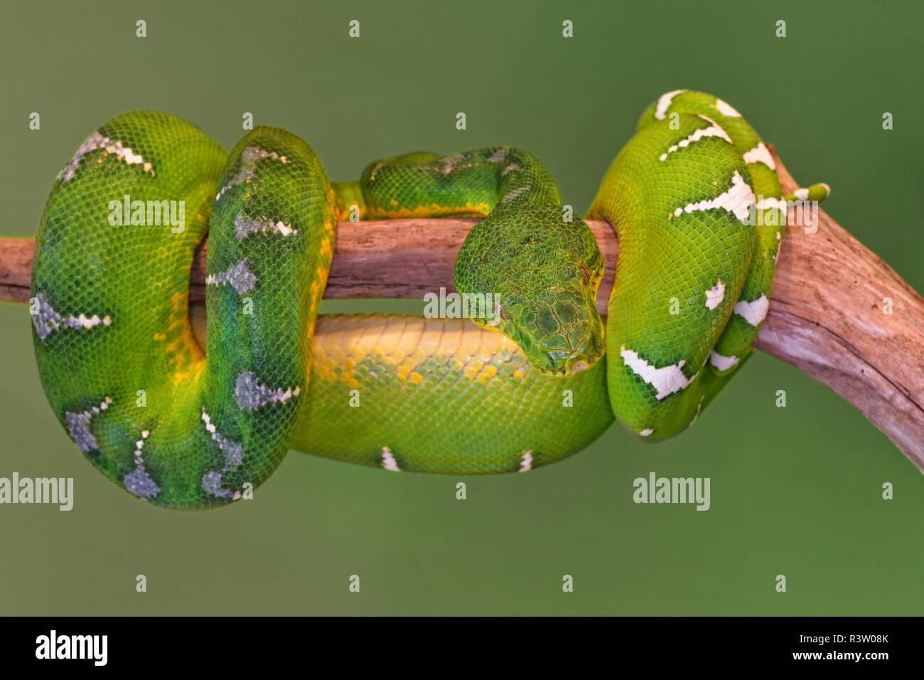 Emerald Tree Boa, Suriname fase, Corallus hortulanus Foto Stock