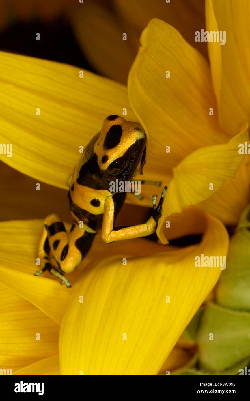 Bumblebee dart rana Dendrobates leucomelas, noto anche come giallo-nastrare poison dart frog Foto Stock