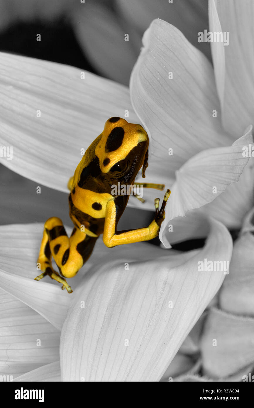 Bumblebee dart rana Dendrobates leucomelas, noto anche come giallo-nastrare poison dart frog Foto Stock