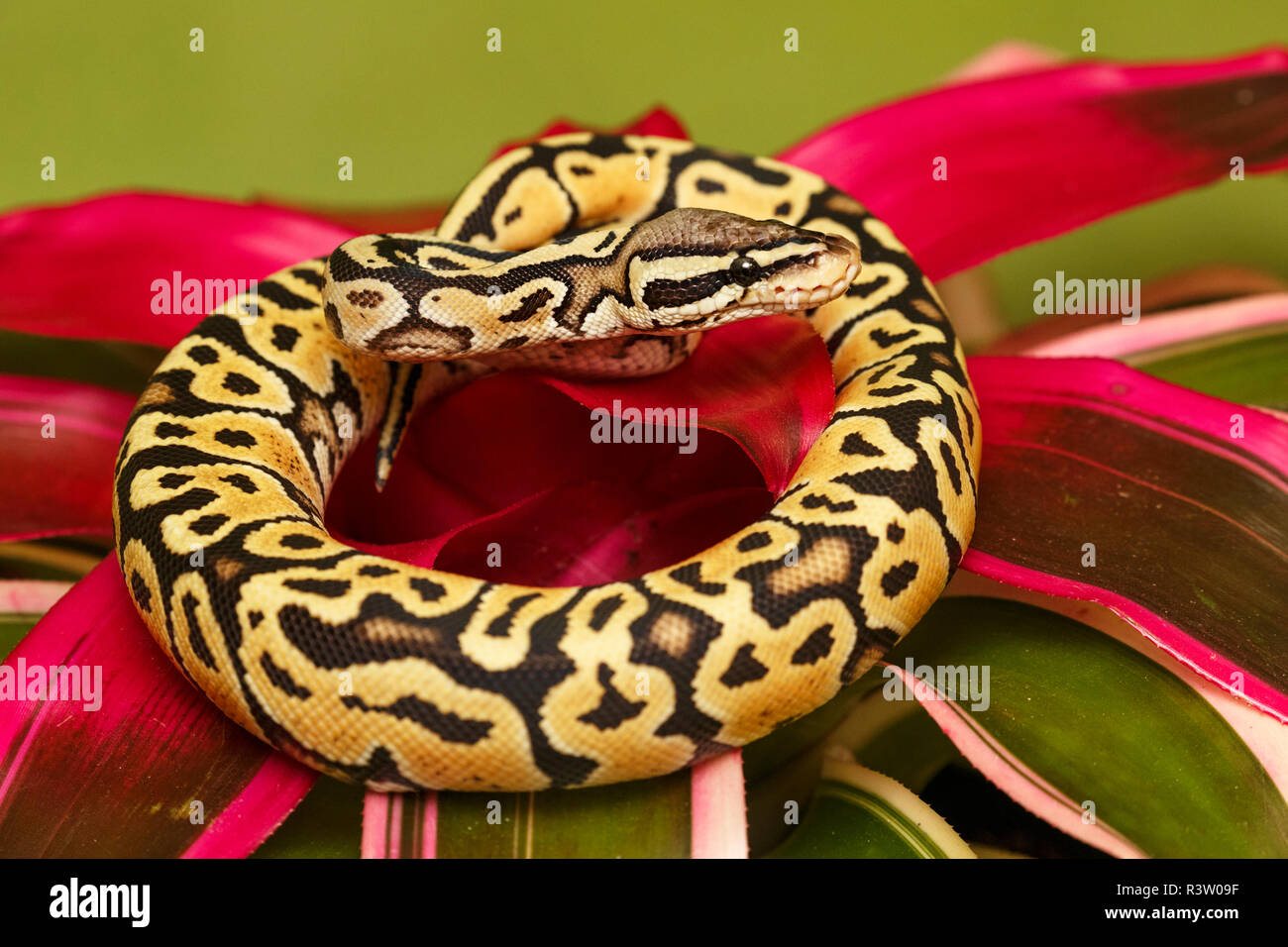 Jungle Carpet Python, Morelia spilota cheynei, nativo di foreste pluviali di Australia. Foto Stock