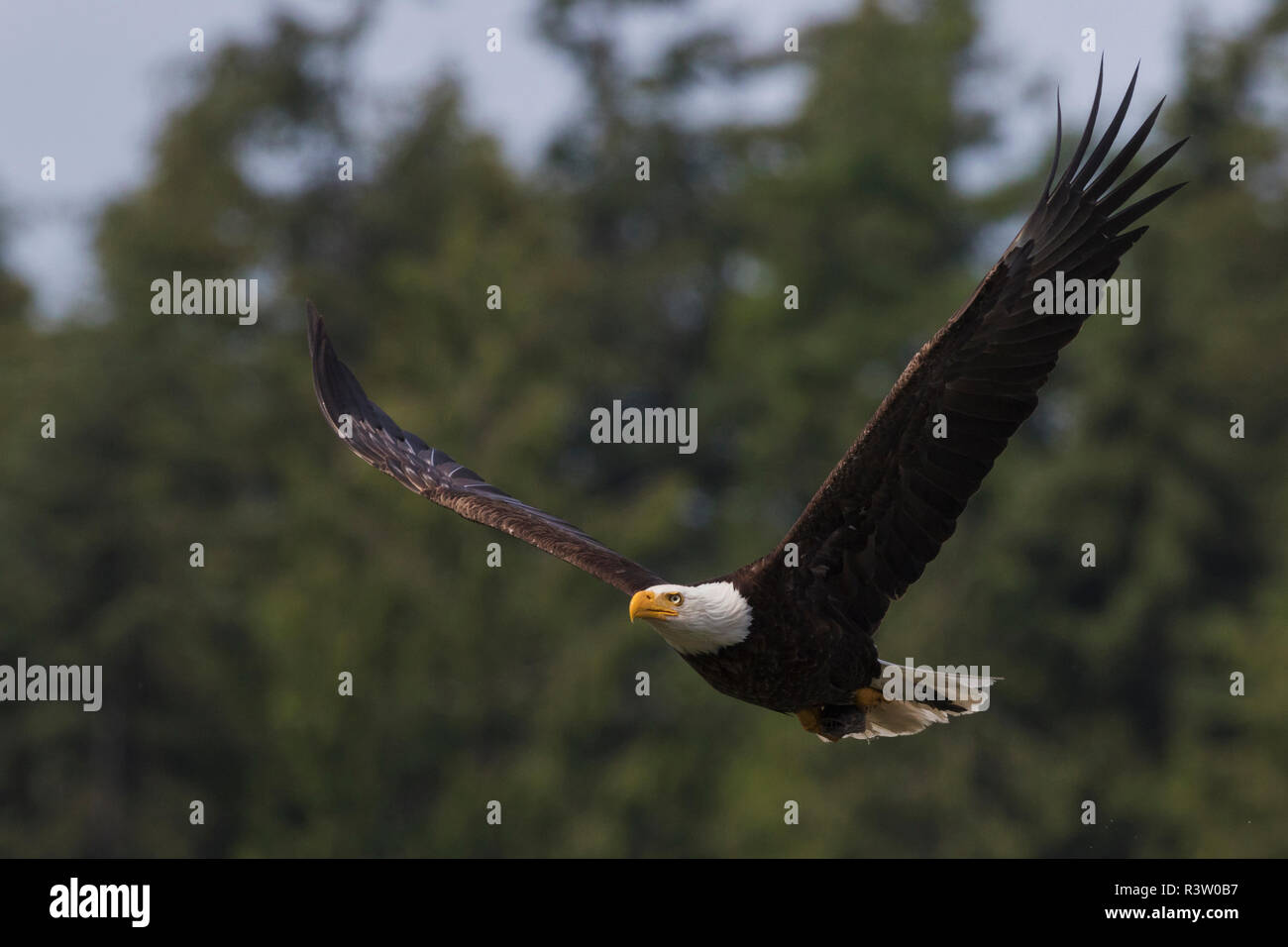 Aquila calva con pasto Foto Stock