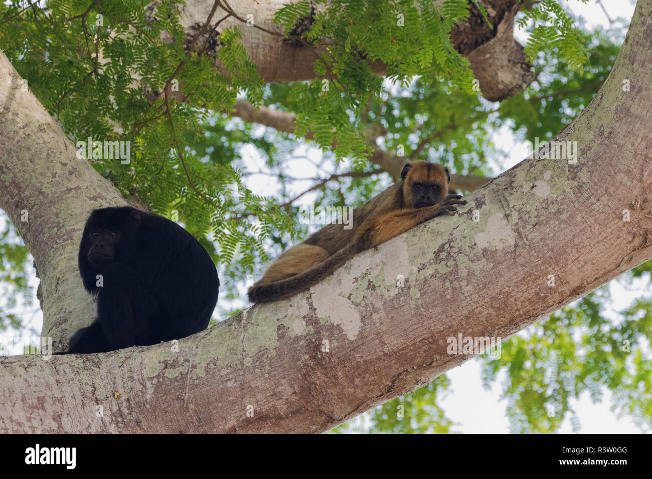 Nero e oro coppia Urlatrici appoggiata Foto Stock