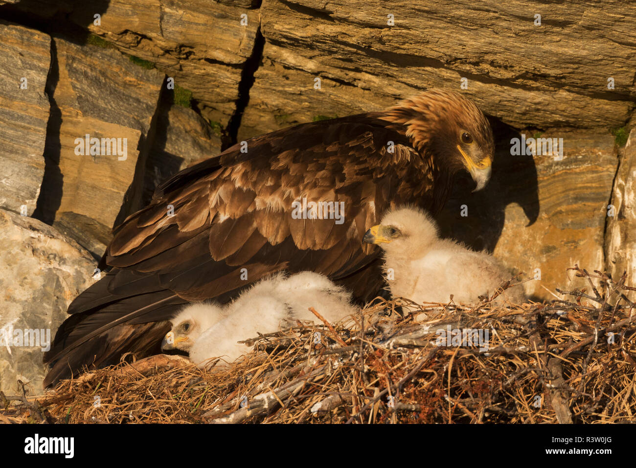 Golden Eagle con pulcini Foto Stock