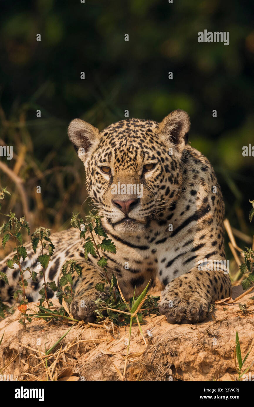 Jaguar in appoggio sulla riva del fiume Foto Stock