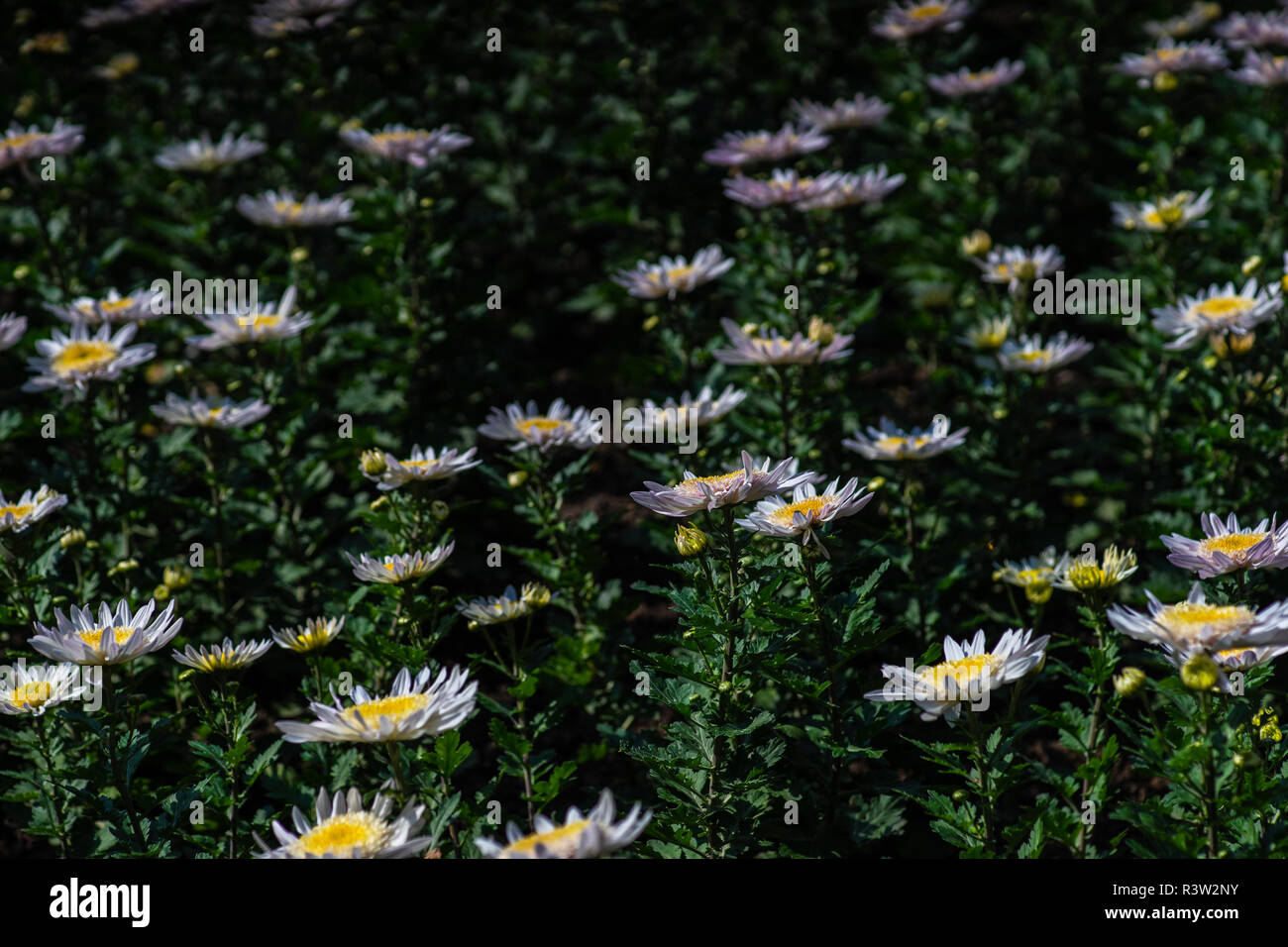 Bellissimi fiori autunnali in un parco come un background antural Foto Stock