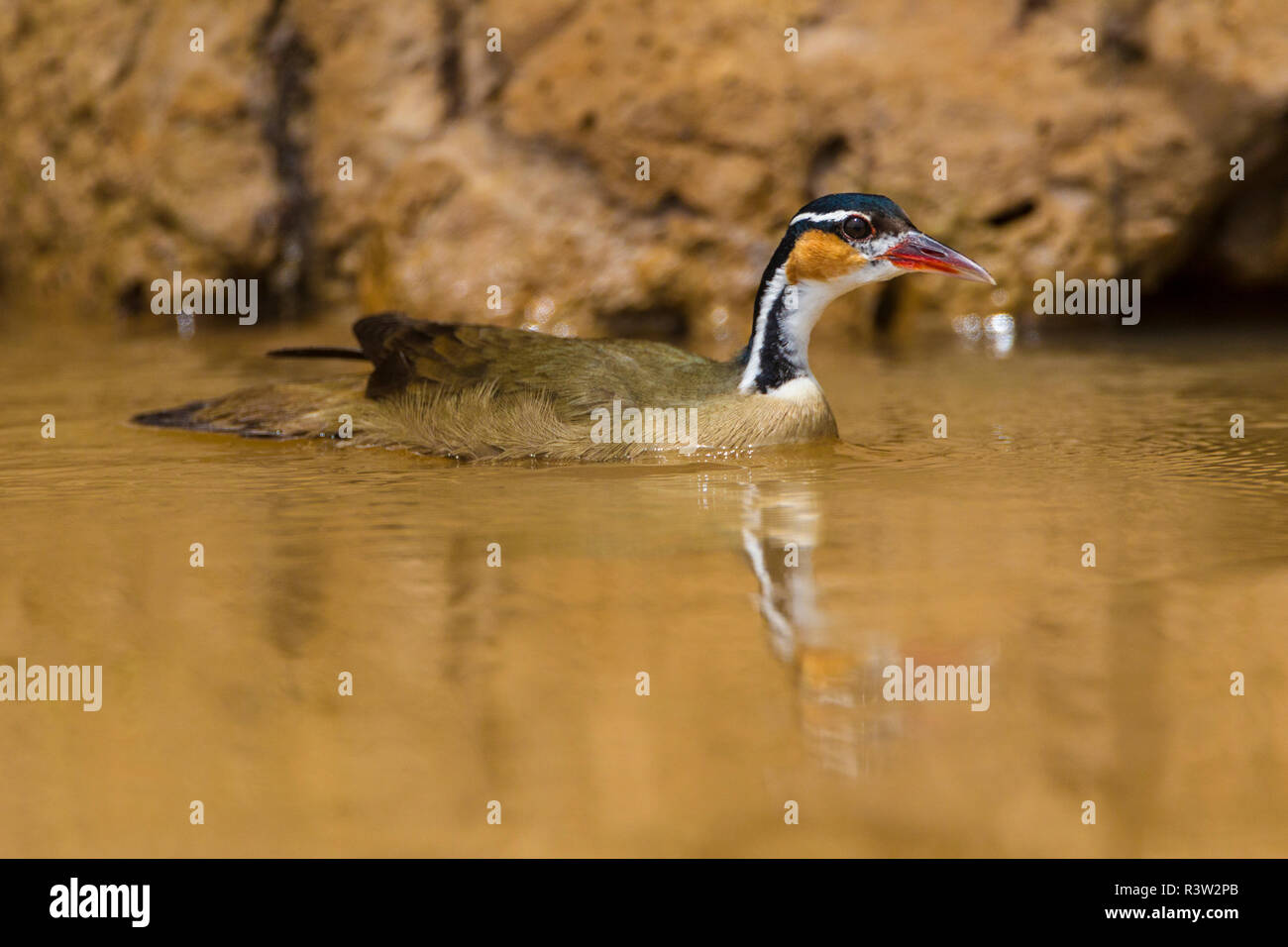 Il Brasile. Un sungrebe (Heliornis Fulica) nel Pantanal, la più grande del mondo di tropical zona umida, Sito Patrimonio Mondiale dell'UNESCO. Foto Stock