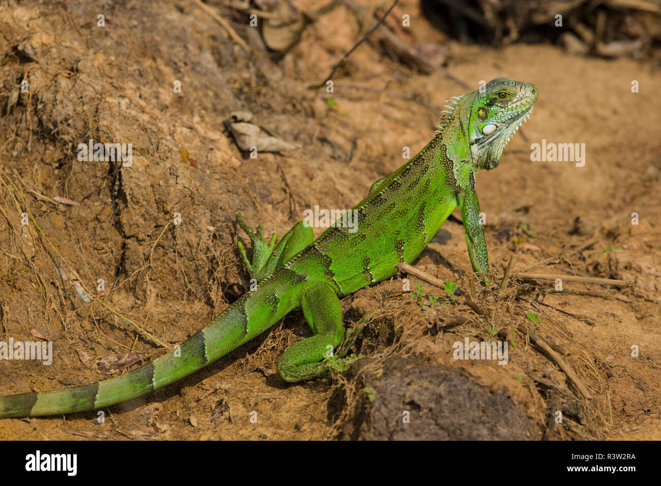 Il Brasile. Un verde (iguana Iguana iguana) nel Pantanal, la più grande del mondo di tropical zona umida, Sito Patrimonio Mondiale dell'UNESCO. Foto Stock