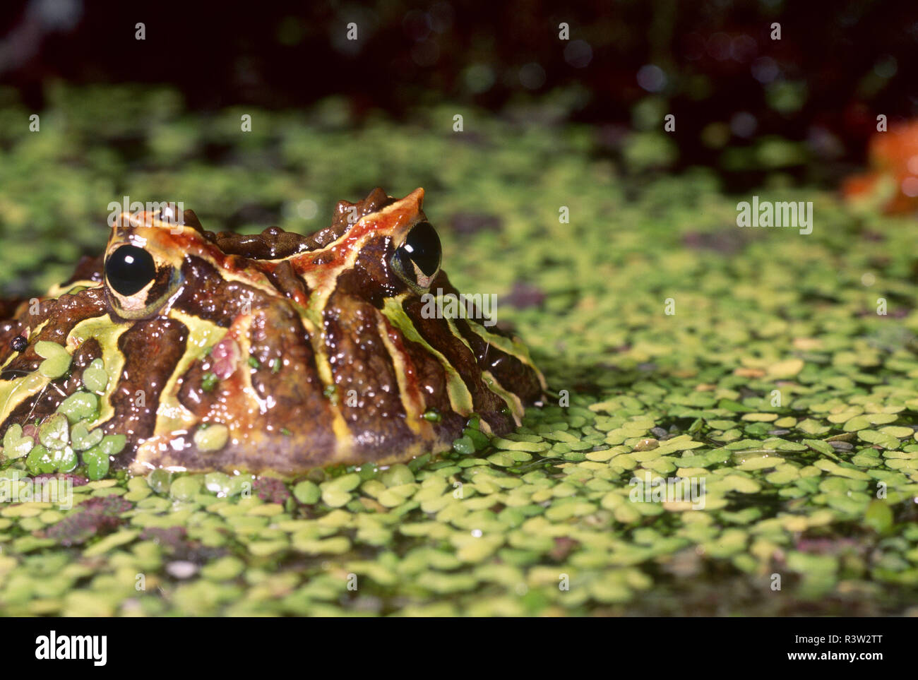 Cranwell della rana cornuta (Ceratophrys cranwelli), Brasile foresta pluviale Foto Stock