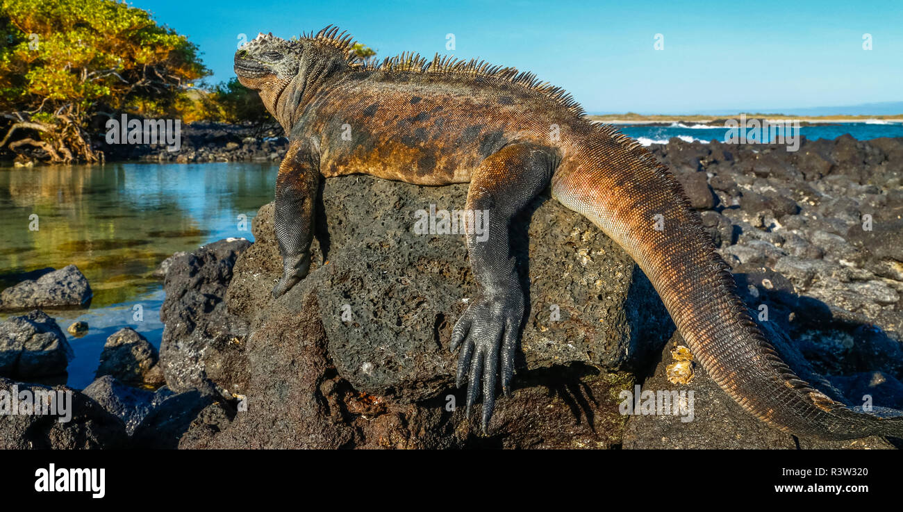 Iguane Marine crogiolatevi al sole, isole Galapagos, Ecuador Foto Stock