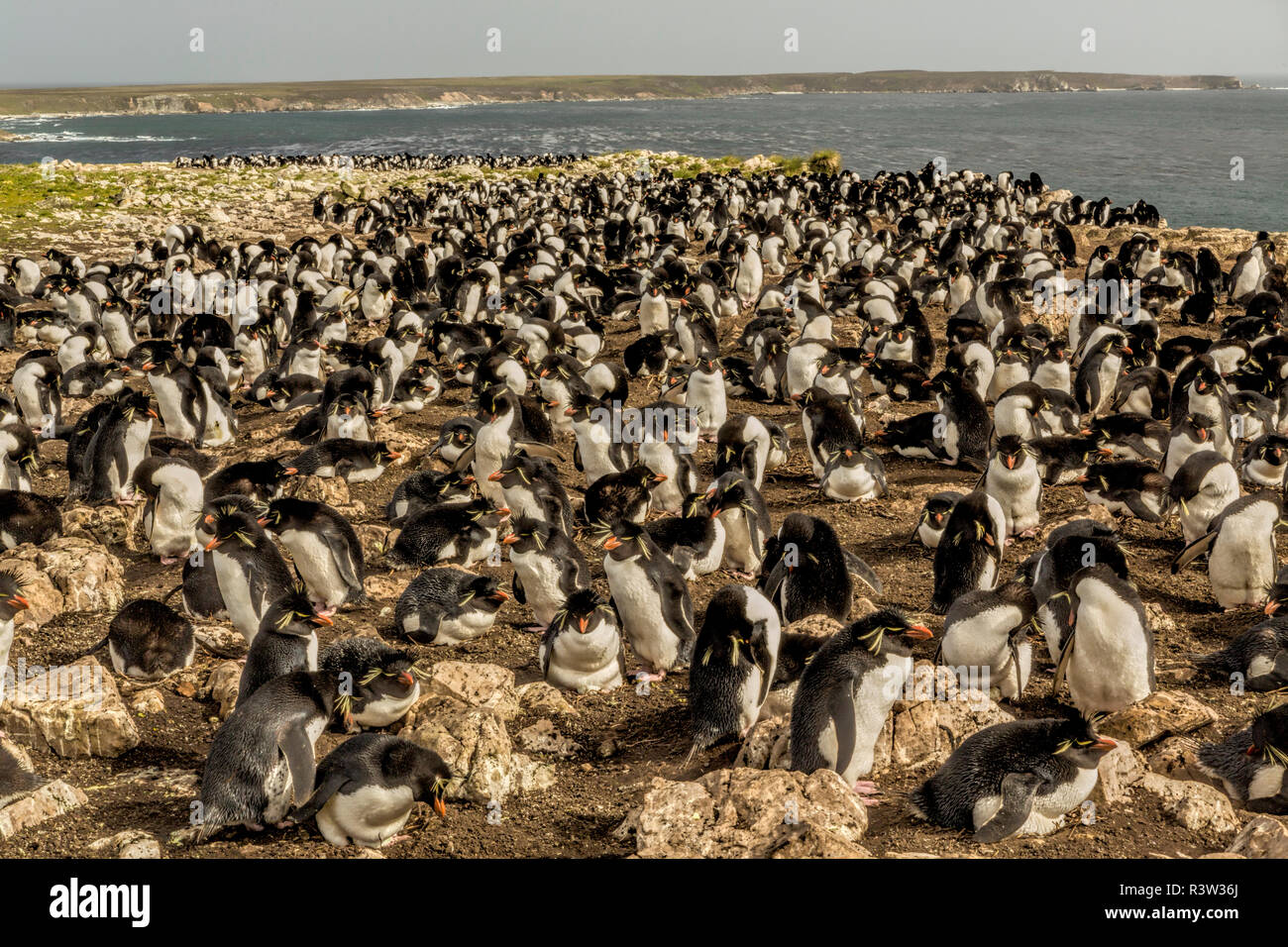 Saltaroccia colonia di allevamento, Isola di ghiaia, Isole Falkland, Eudyptes chrysocome Foto Stock