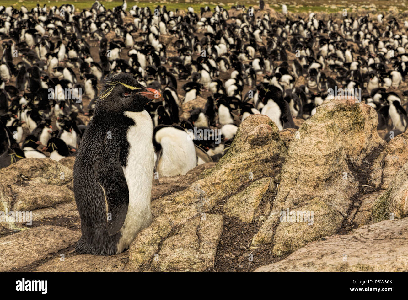 Saltaroccia colonia di allevamento, Isola di ghiaia, Isole Falkland, Eudyptes chrysocome Foto Stock