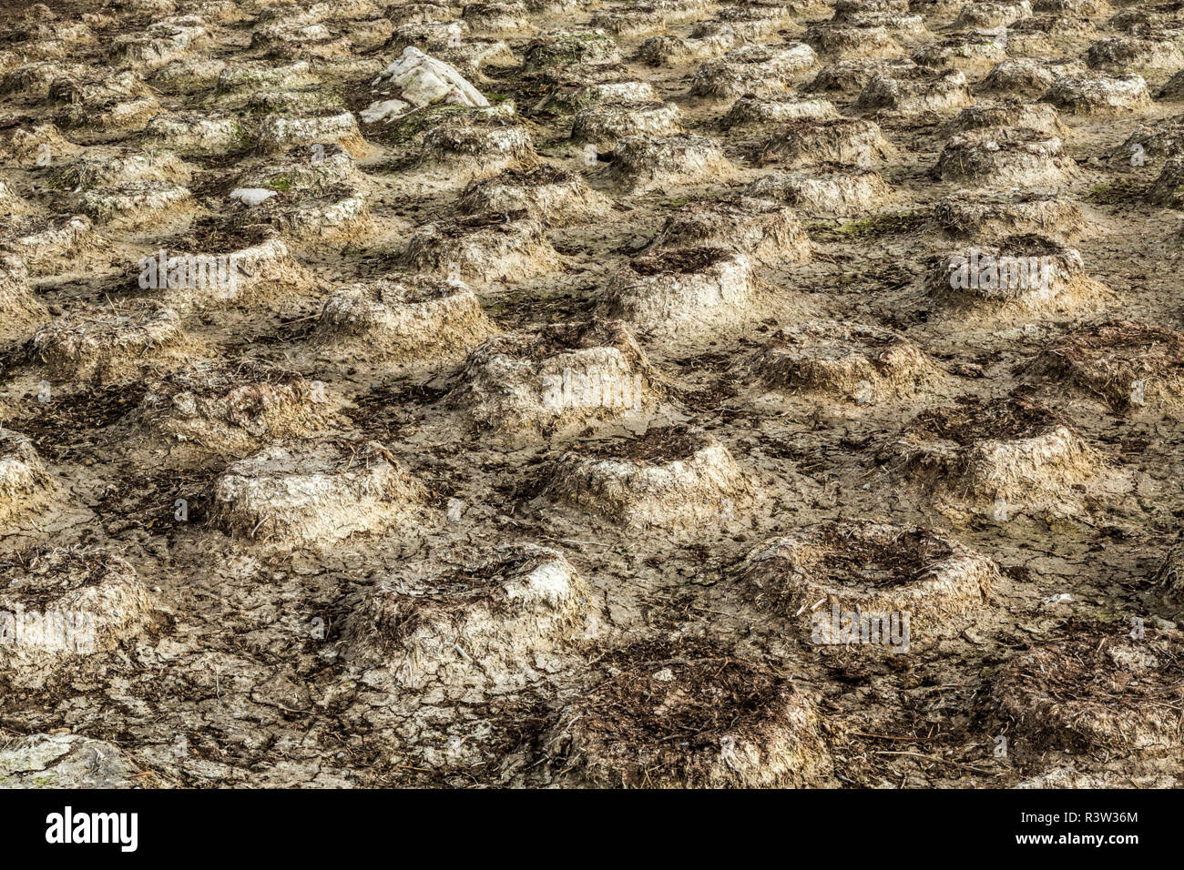 Abbandonata la colonia di nido per Imperial Shags, Isola di ghiaia, Isole Falkland, Leucocarbo atriceps Foto Stock