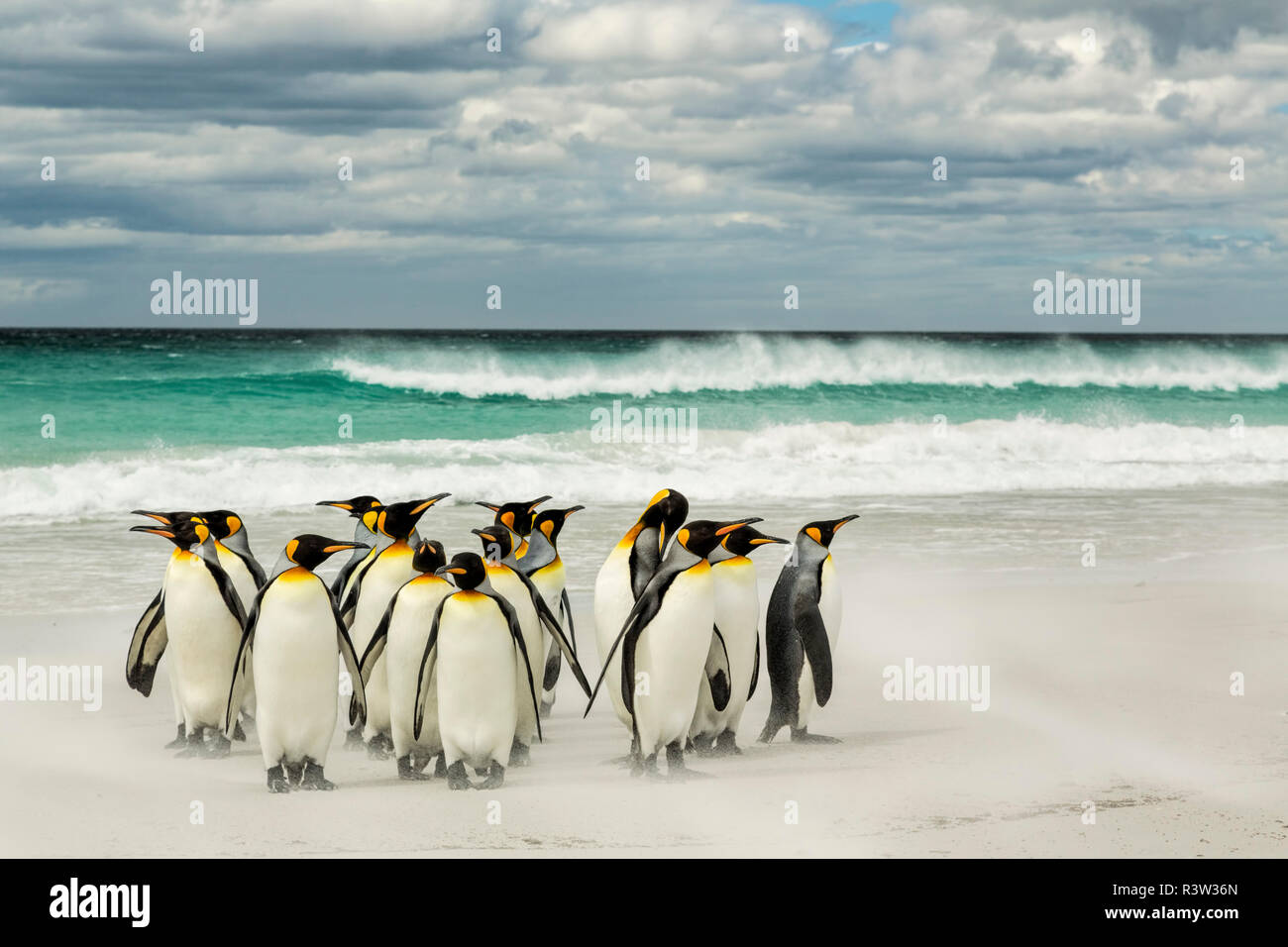 Gruppo di Pinguini re sulla spiaggia, Volunteer Point, East Island, Isole Falkland, Aptenodytes patagonicus Foto Stock