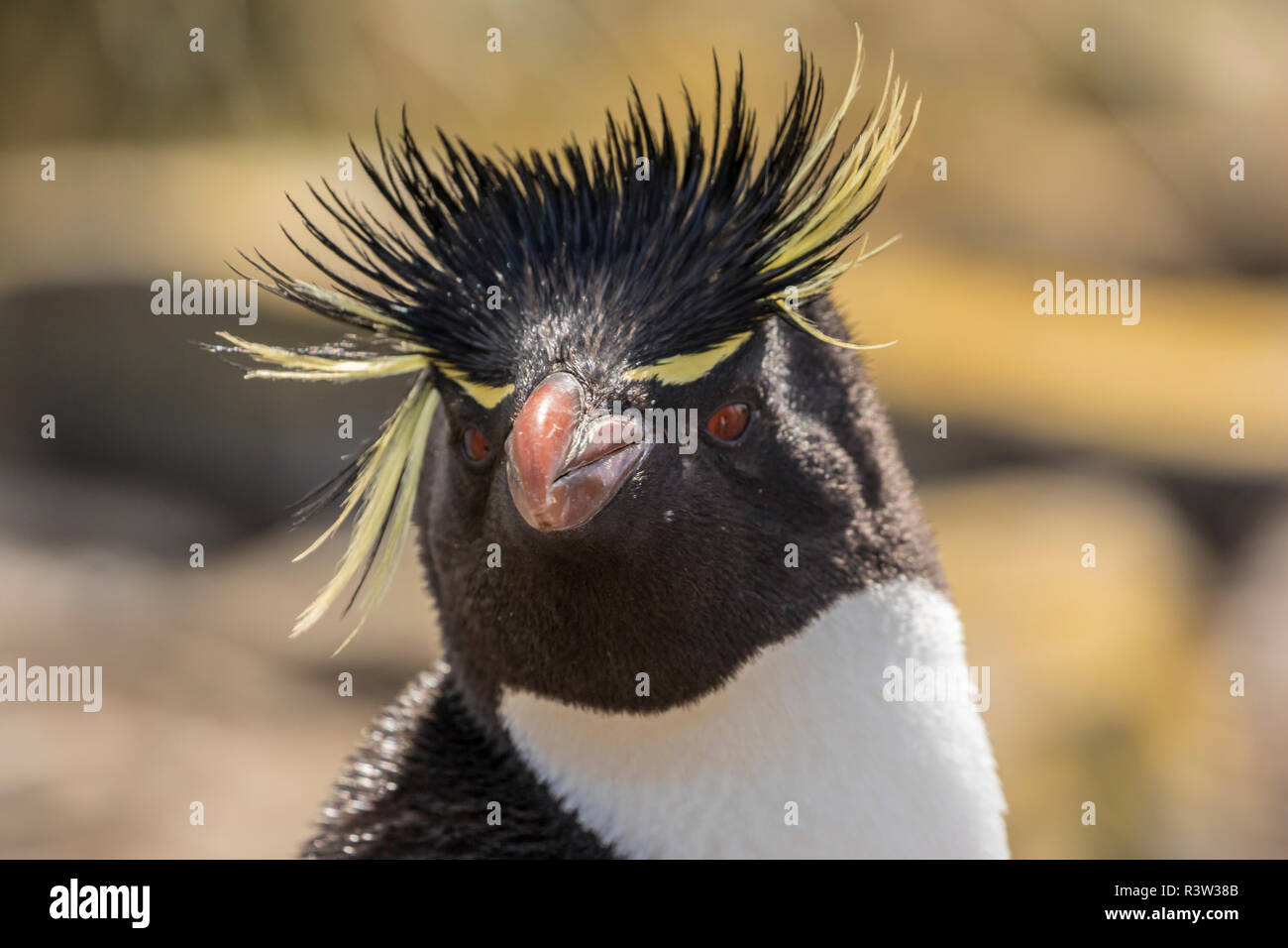 Isole Falkland, più deprimente isola. Pinguino saltaroccia ritratto. Foto Stock