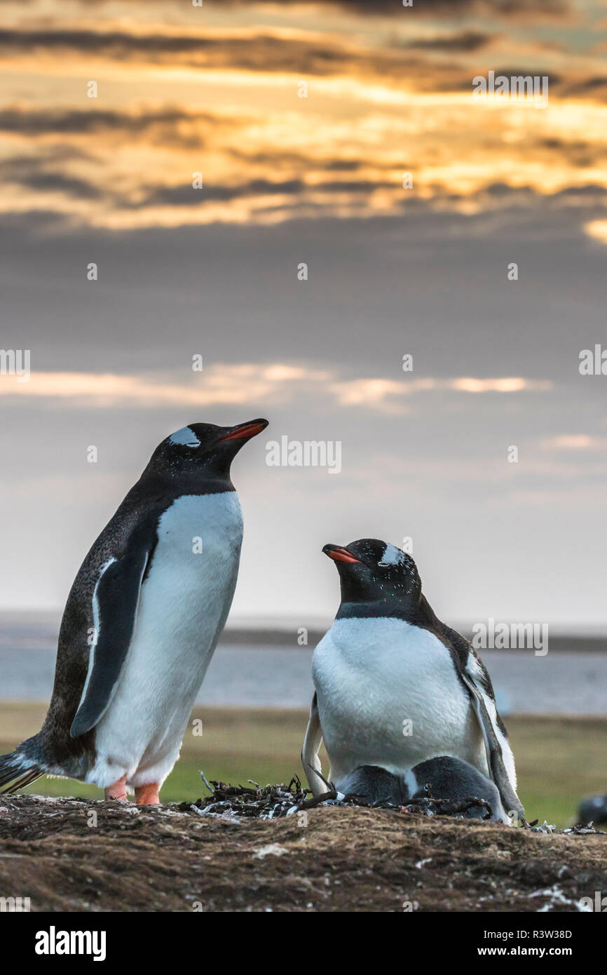 Isole Falkland, più deprimente isola. I pinguini di Gentoo al tramonto. Foto Stock