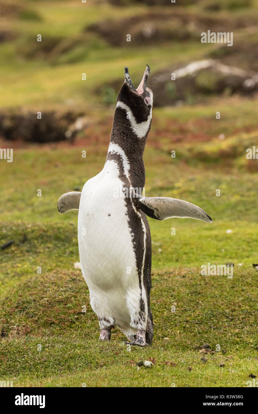 Isole Falkland, più deprimente isola. Magellanic penguin raglio. Foto Stock
