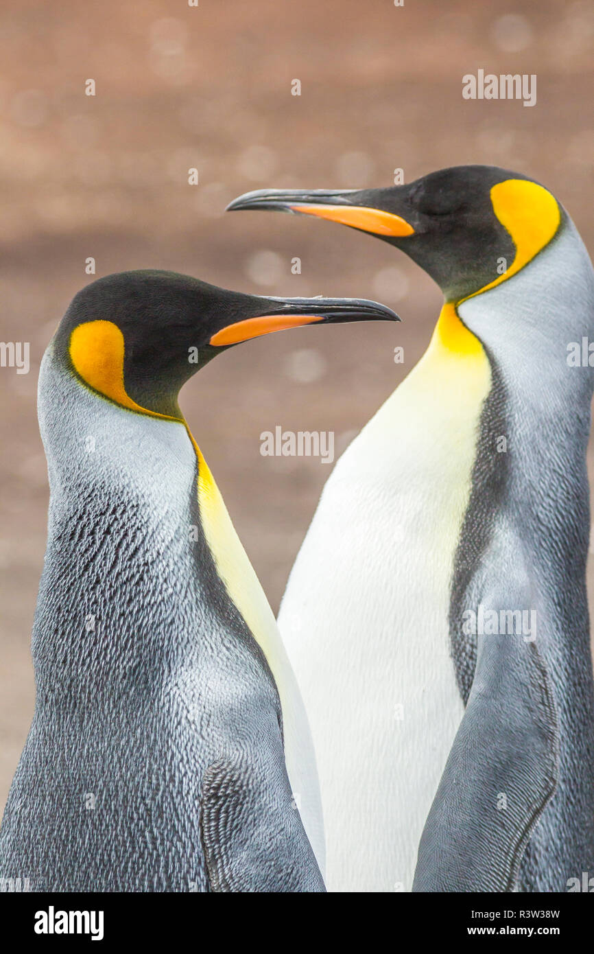 Isole Falkland, East Falkland. Re pinguini di close-up. Foto Stock