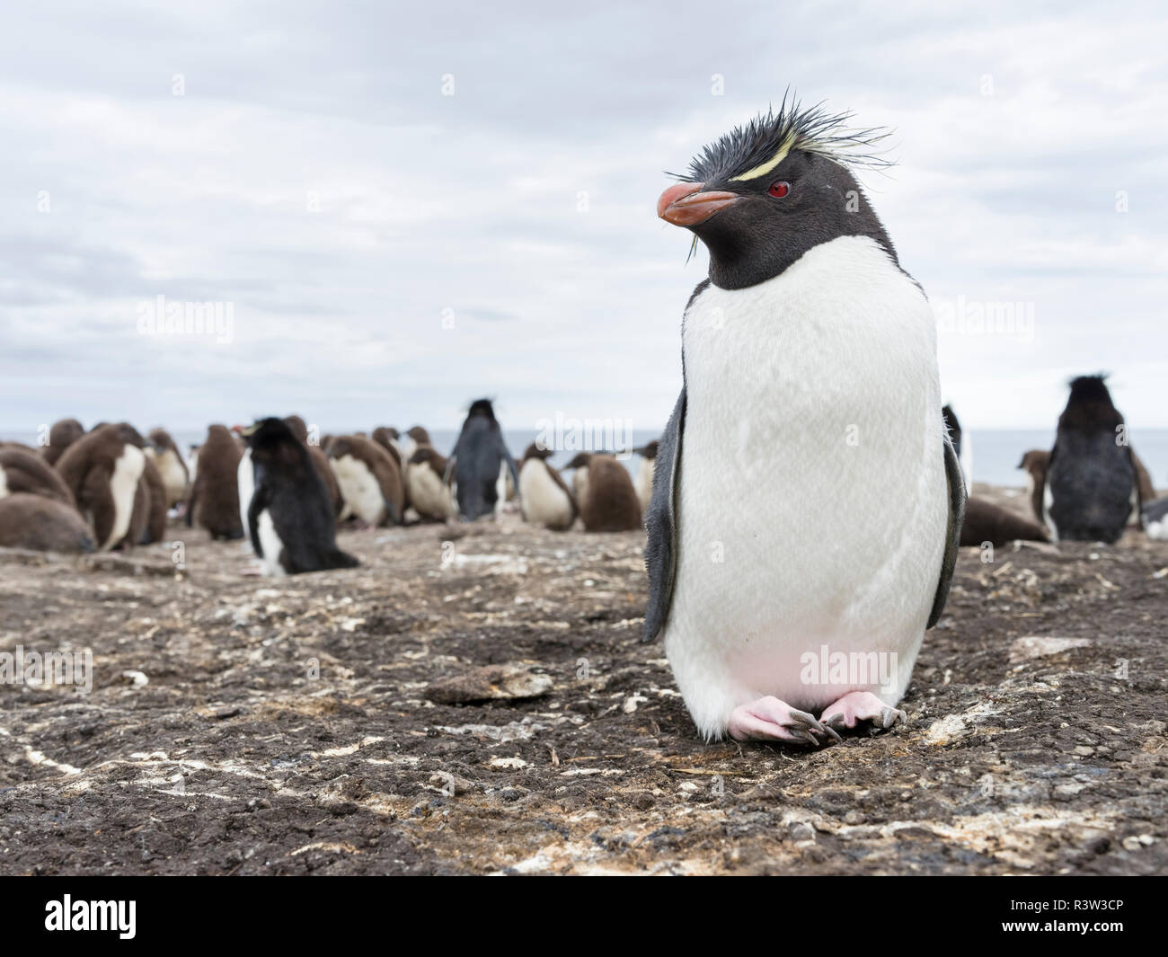 Pinguino saltaroccia (Eudyptes chrysocome). Isole Falkland Foto Stock