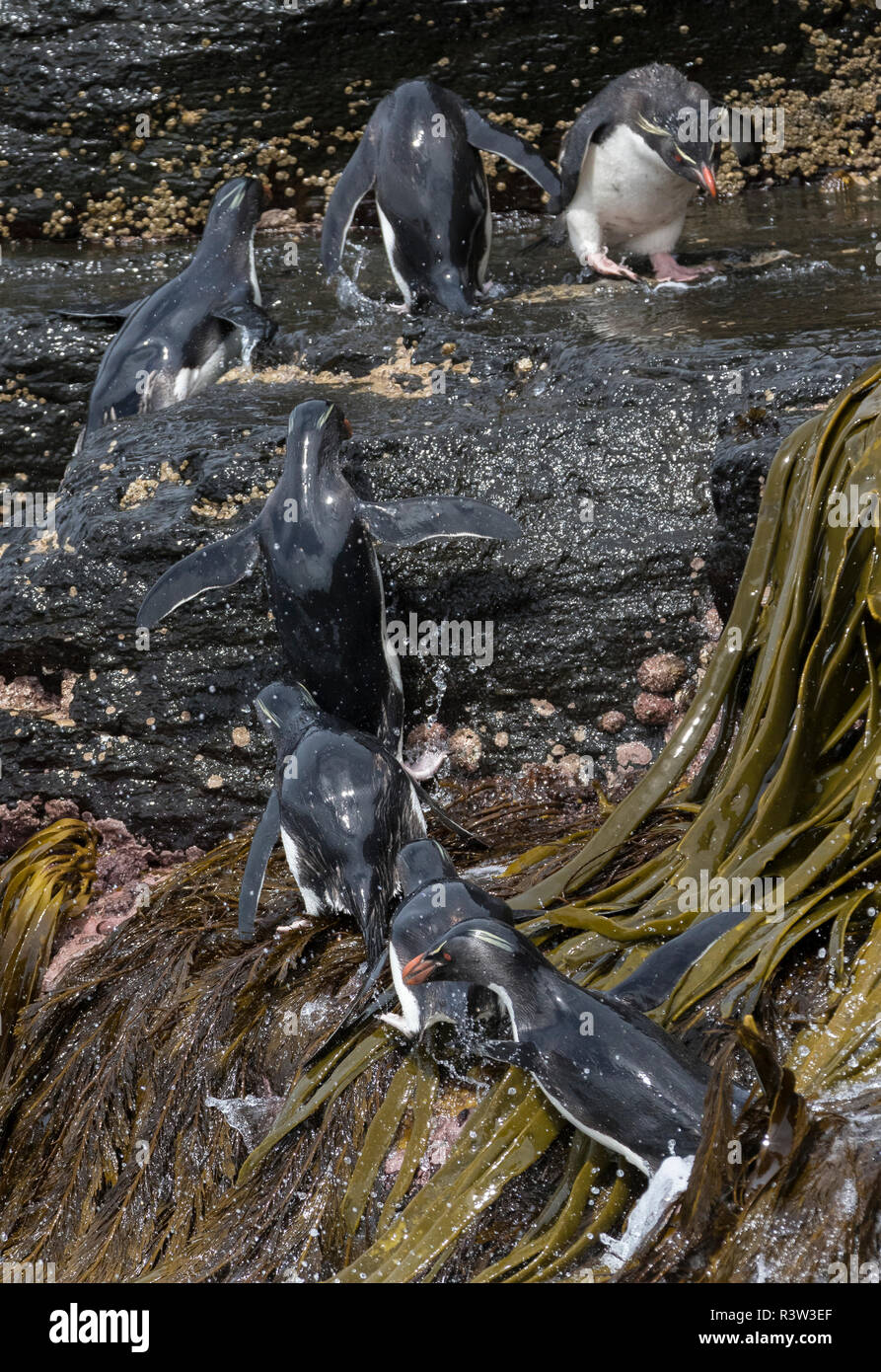 Pinguino saltaroccia (Eudyptes chrysocome). Salta fuori dell'acqua. Isole Falkland Foto Stock