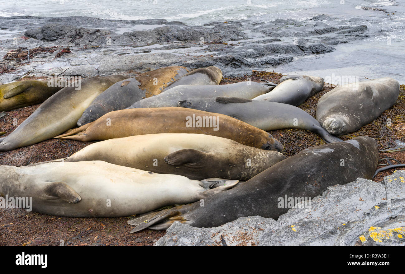 Maschio di elefante meridionale di tenuta (Mirounga leonina), dopo il periodo di allevamento sulle Isole Falkland. Foto Stock