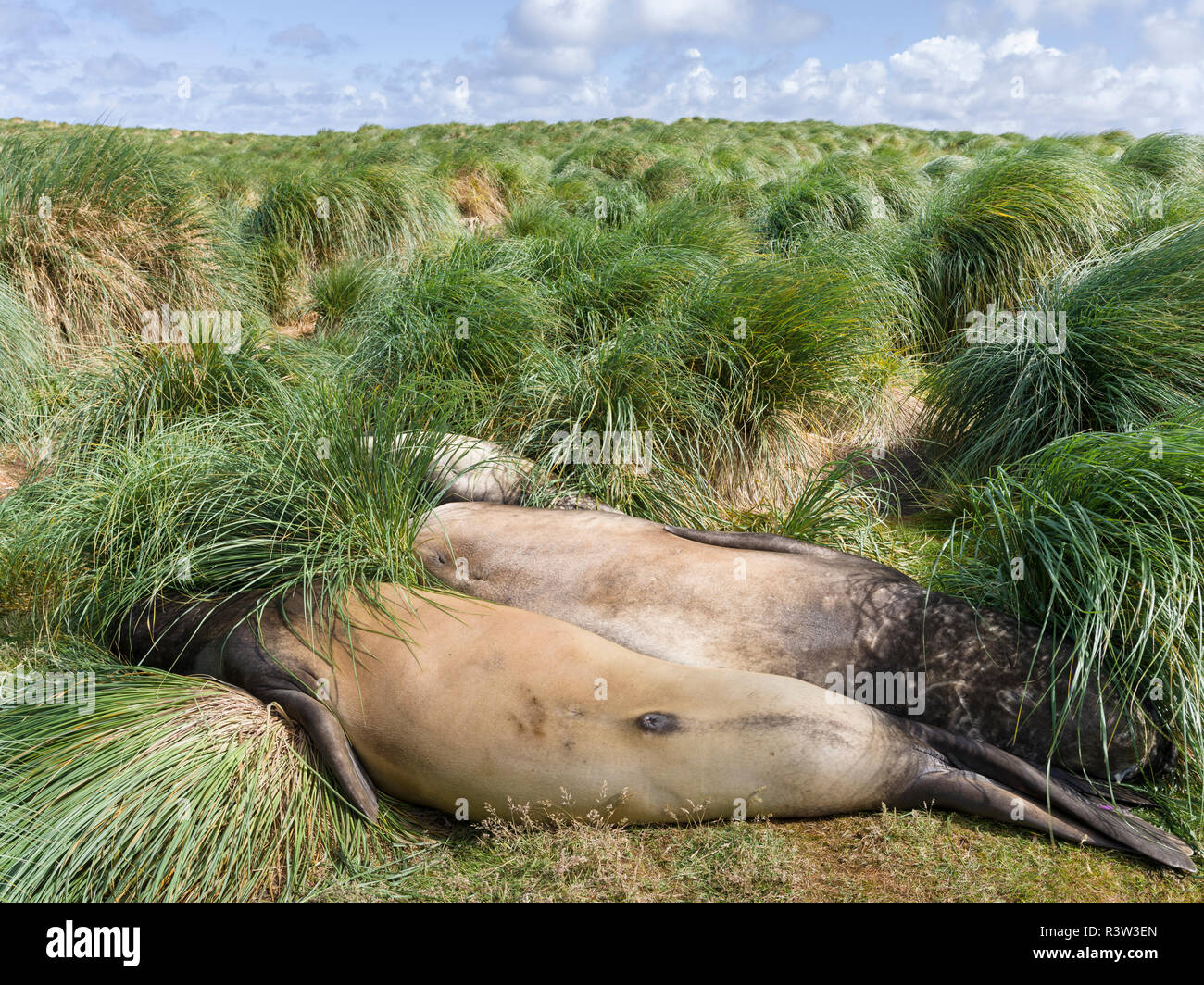 Maschio di elefante meridionale di tenuta (Mirounga leonina) in erba Tussock dopo il periodo di allevamento sulle Isole Falkland. Foto Stock