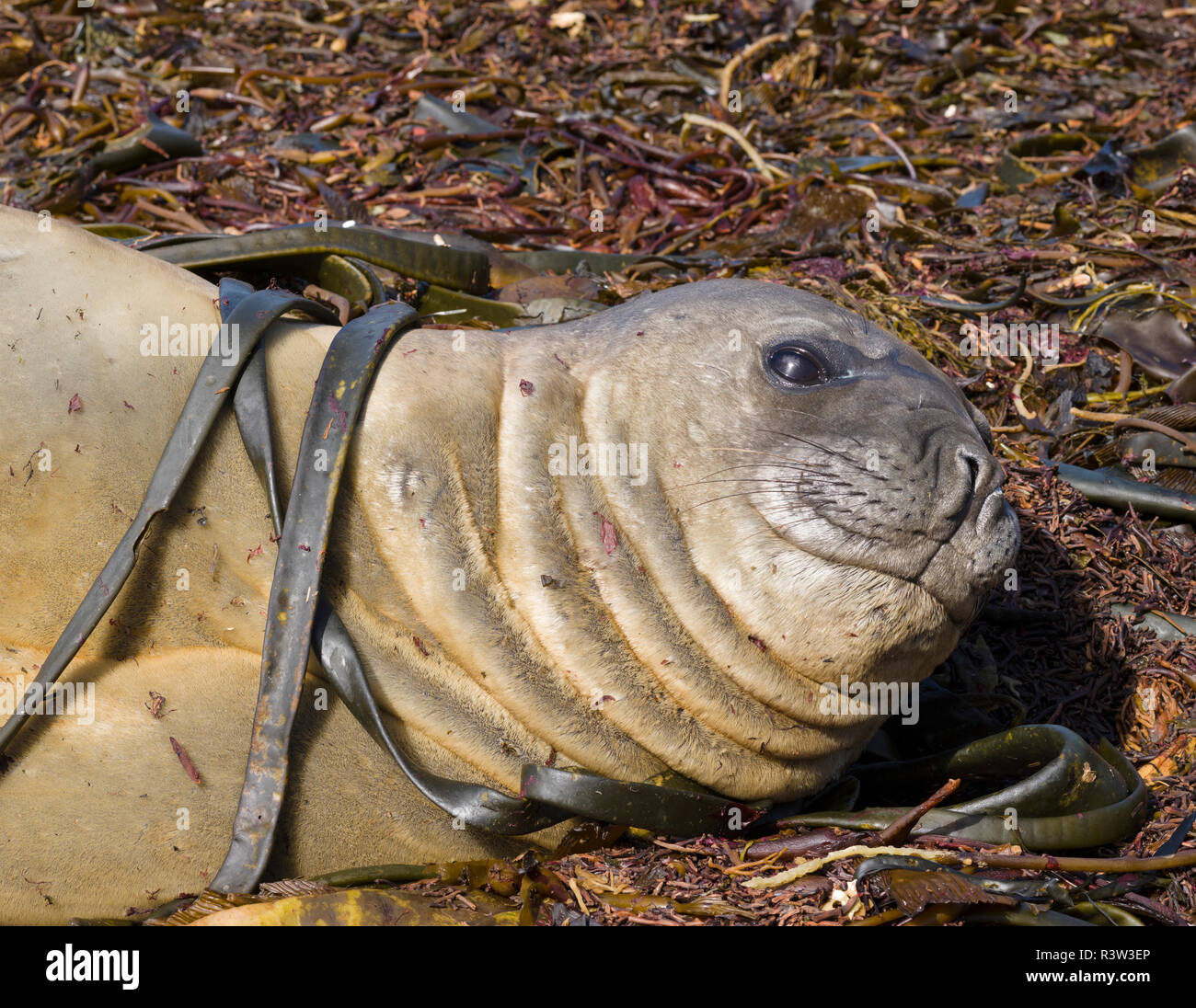 Maschio di elefante meridionale di tenuta (Mirounga leonina), dopo il periodo di allevamento sulle Isole Falkland. Foto Stock