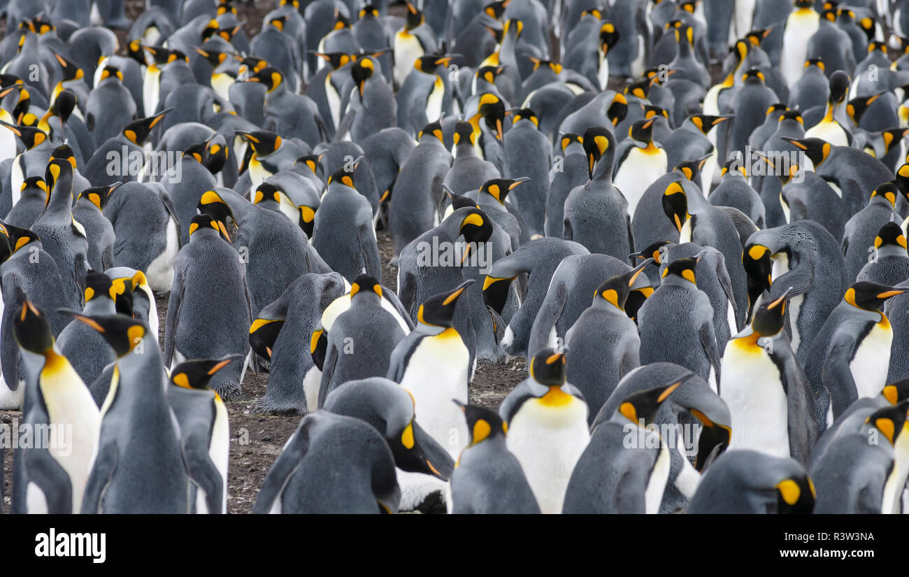 Pinguino reale (Aptenodytes patagonicus) sulle Isole Falkland nel sud Atlantico. Foto Stock