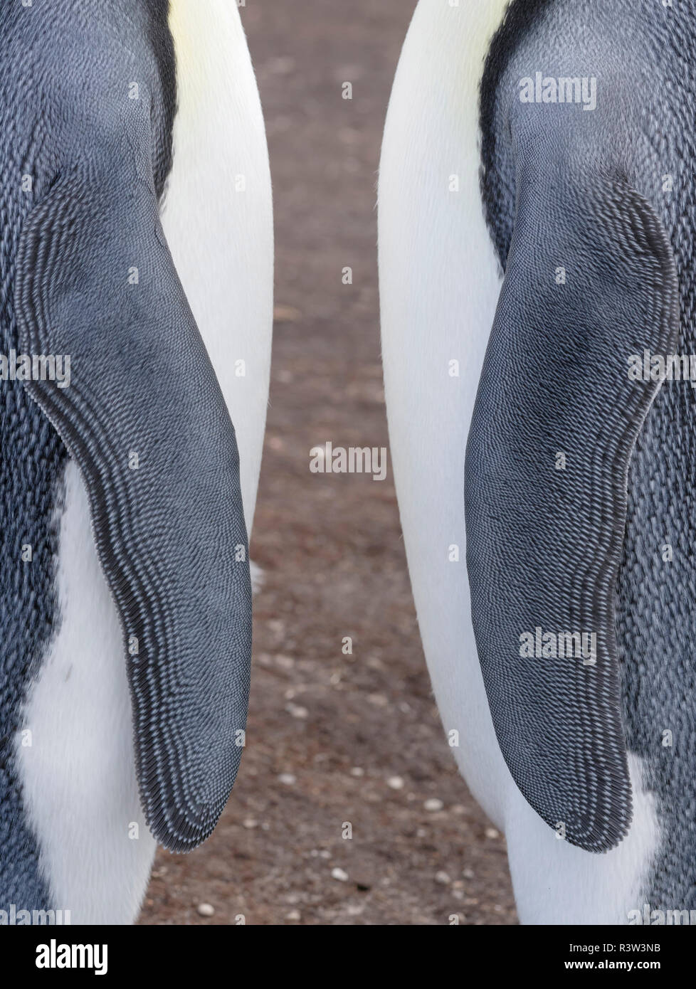 Pinguino reale (Aptenodytes patagonicus) sulle Isole Falkland nel sud Atlantico. Foto Stock