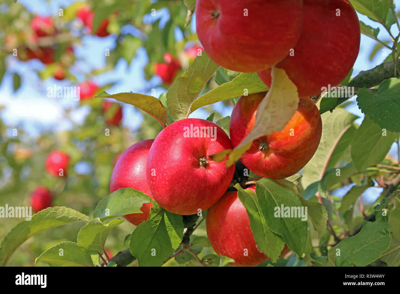 Mature mele rosse sulla struttura ad albero Foto Stock