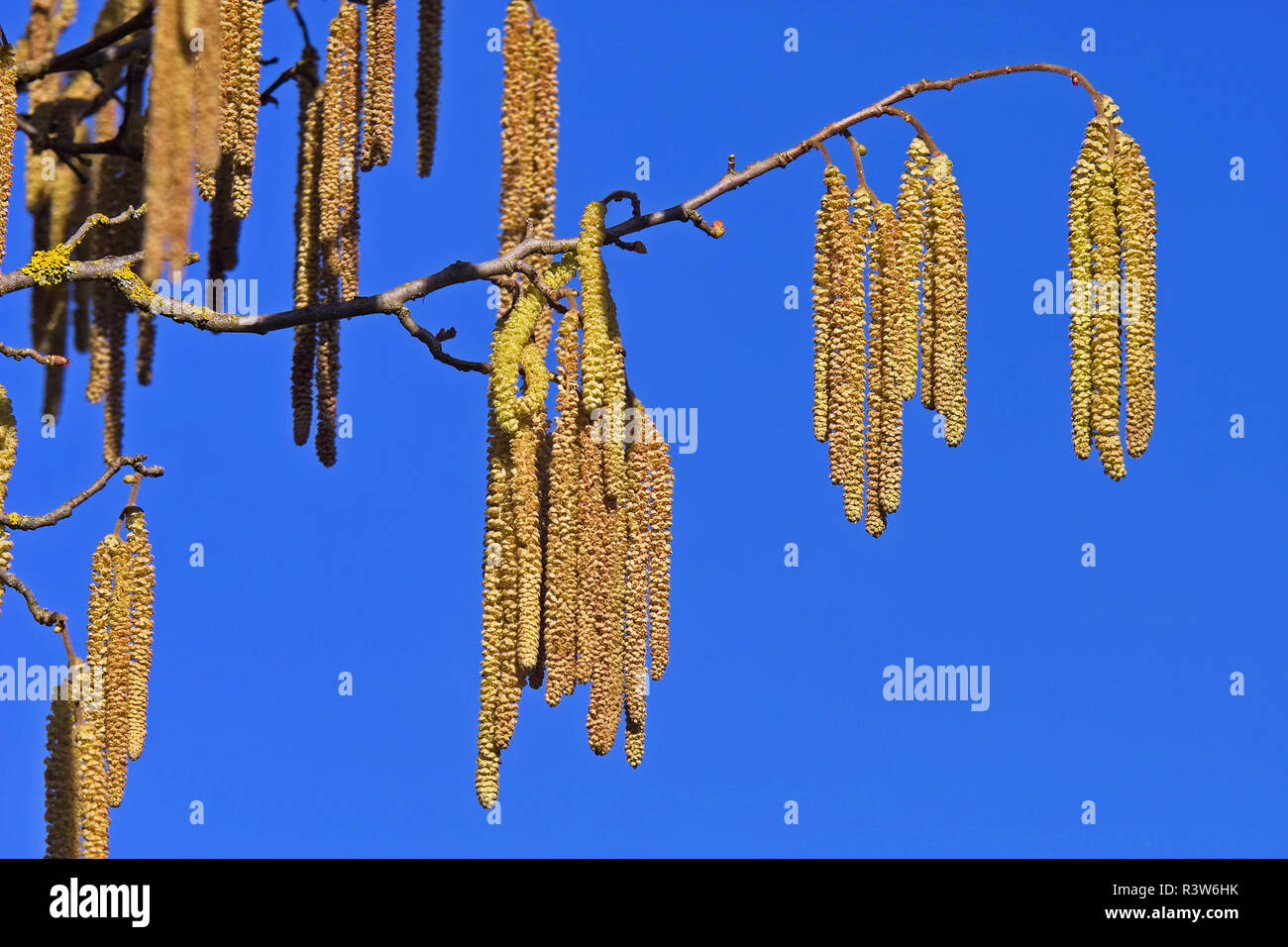 Il ramo con fiori maschili della pianta del nocciolo Foto Stock