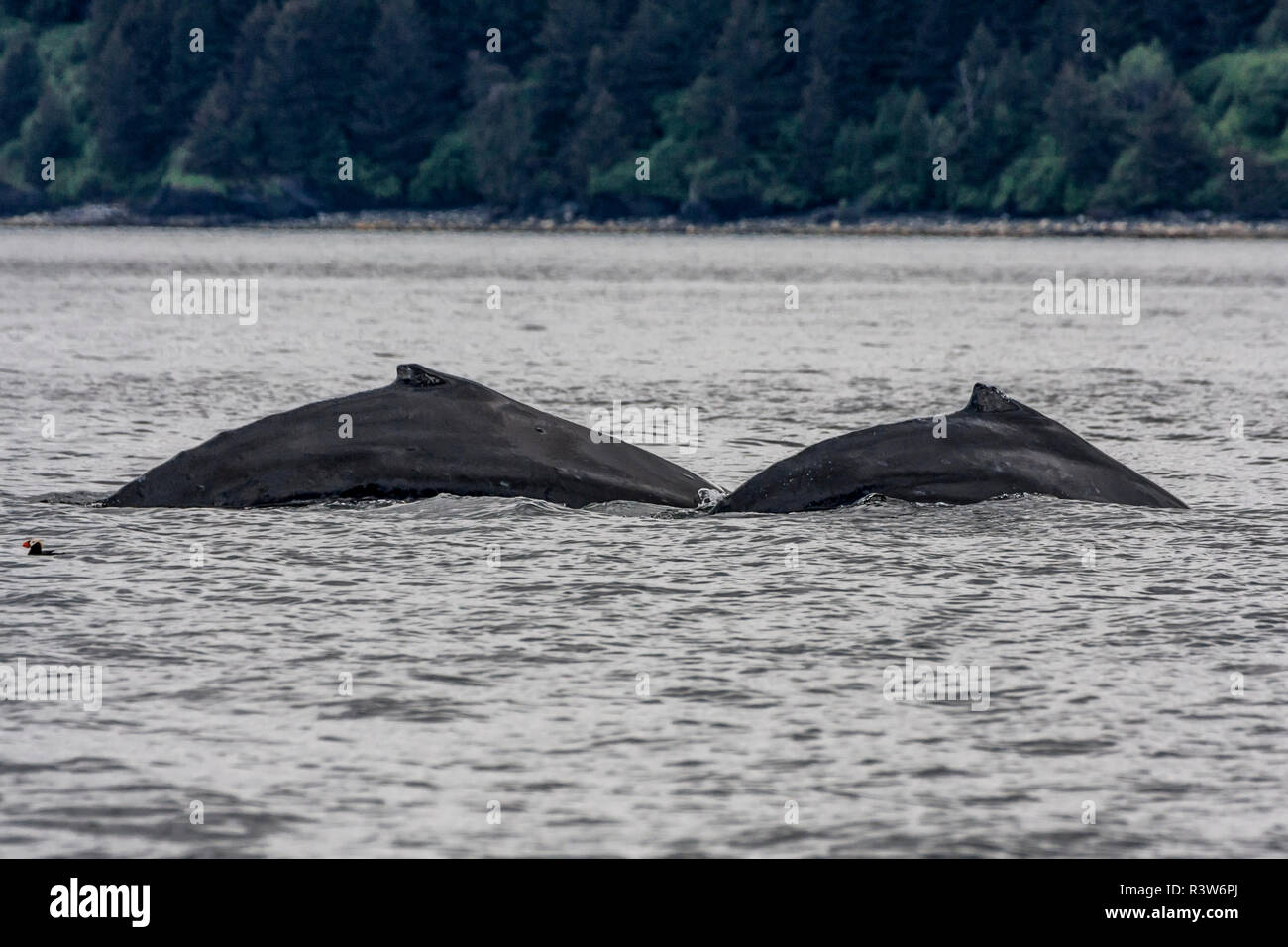 Stati Uniti d'America, Alaska, Kodiak. Humpback Whale, Megaptera novaeangliae. Balene Humpback che mostra le spalle quando suona o prendendo una profonda immersione. Foto Stock