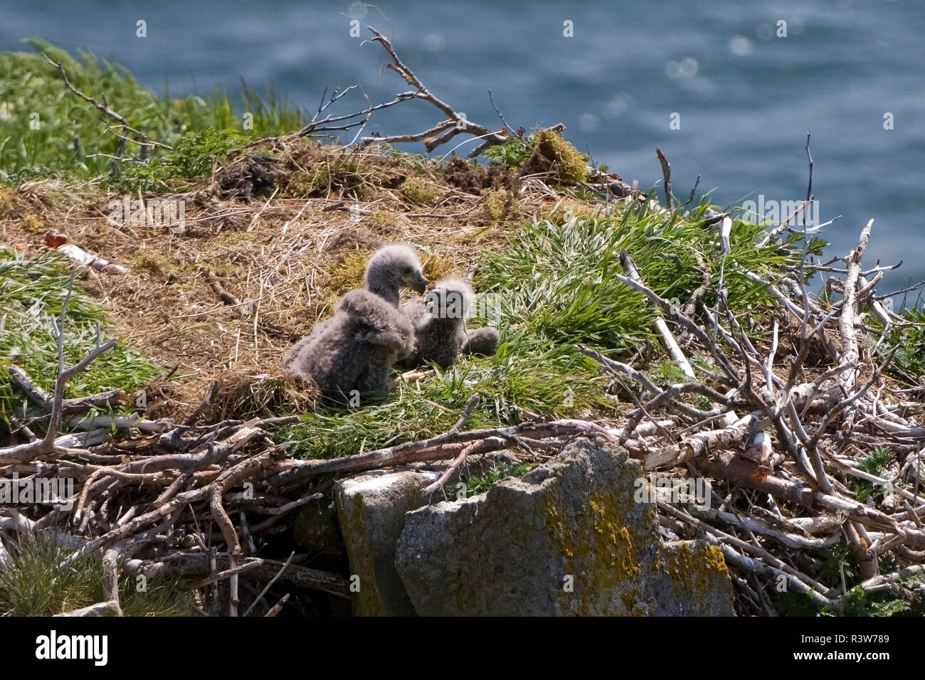 Katmai Peninsula, Alaska, U.S.A. Due aquila calva eaglets. Foto Stock