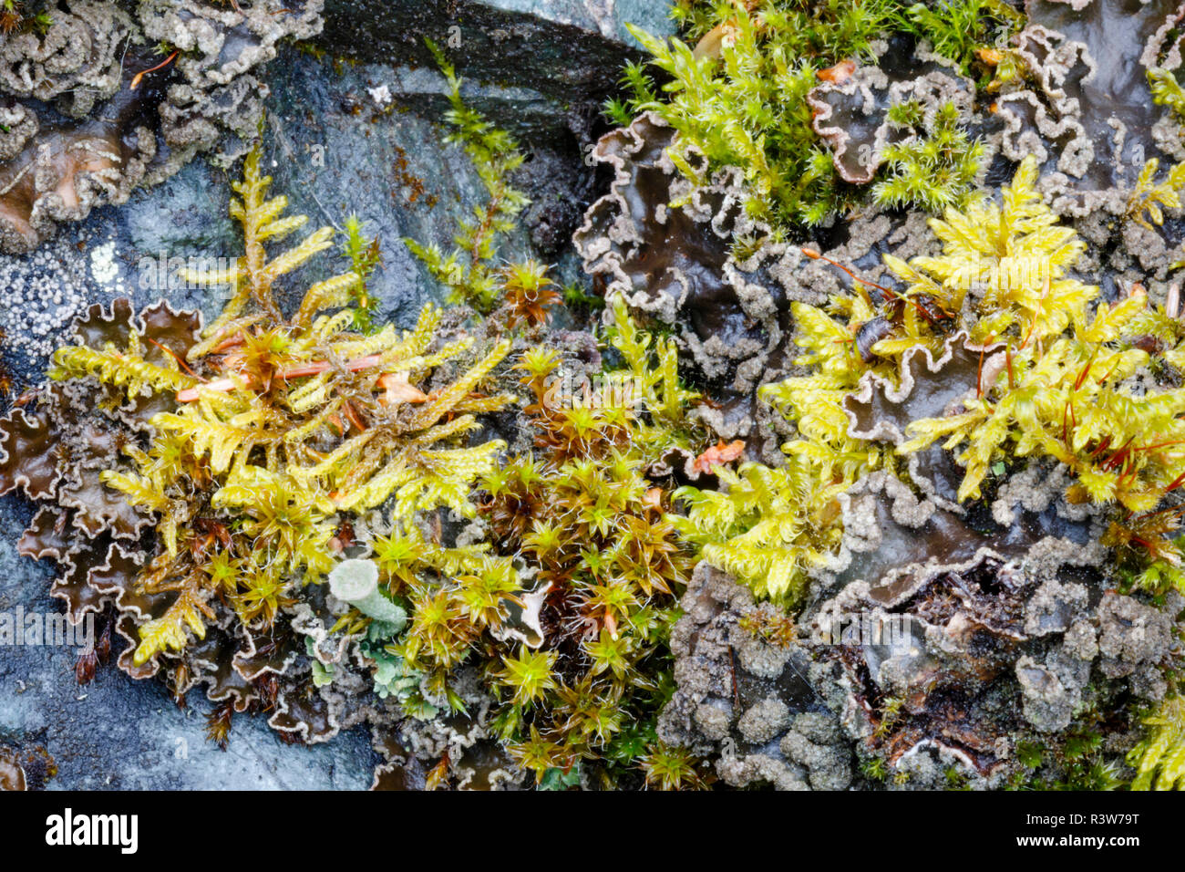 Stati Uniti d'America, in Alaska. Una varietà di muschi e licheni sulla roccia in Alaska centromeridionale. Foto Stock