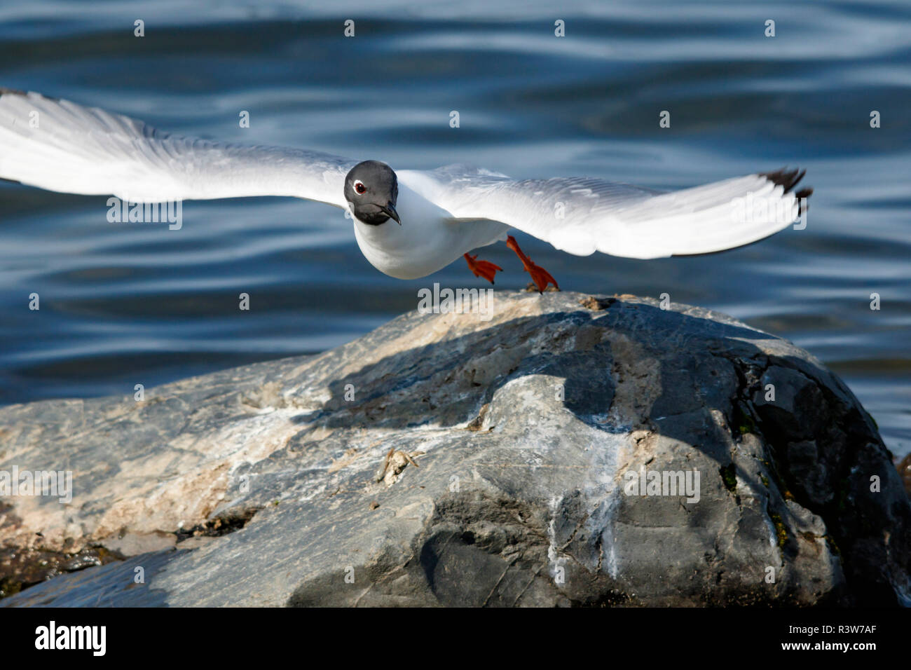 Stati Uniti d'America, in Alaska. Un Napoleone (gabbiano Chroicocephalus Philadelphia) in allevamento piumaggio prende il volo fuori da una roccia. Foto Stock