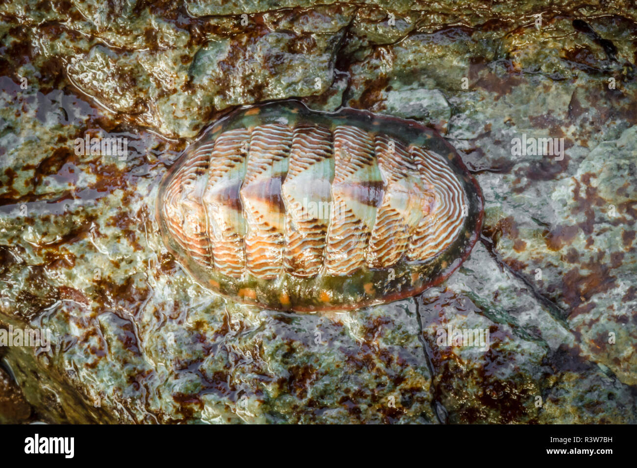 Stati Uniti d'America, in Alaska. Un chiton rigato, Tonicella lineata, esposta su una roccia a bassa marea vicino Auke Bay. Foto Stock